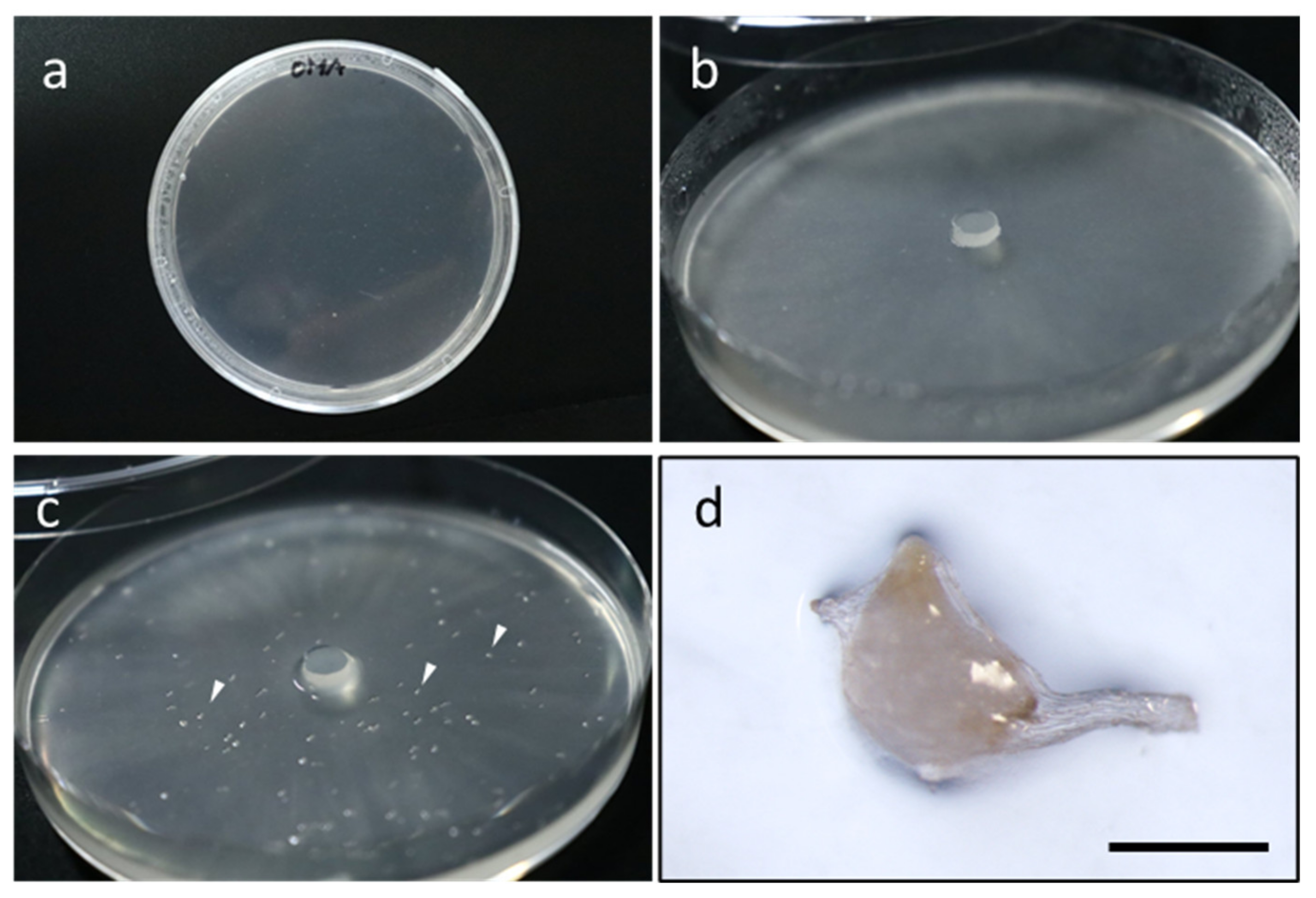 Plants 09 01742 g001