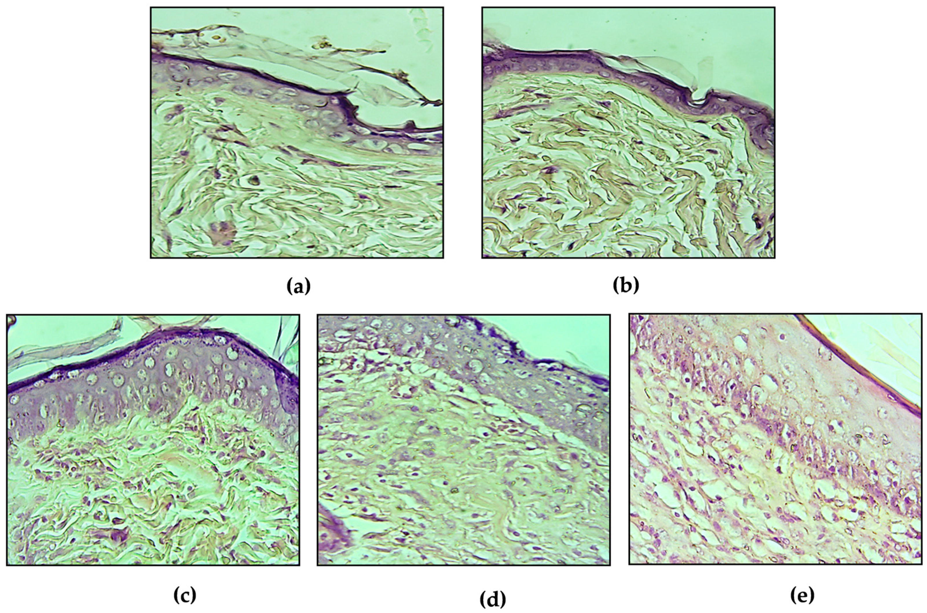 Plants 09 01744 g003