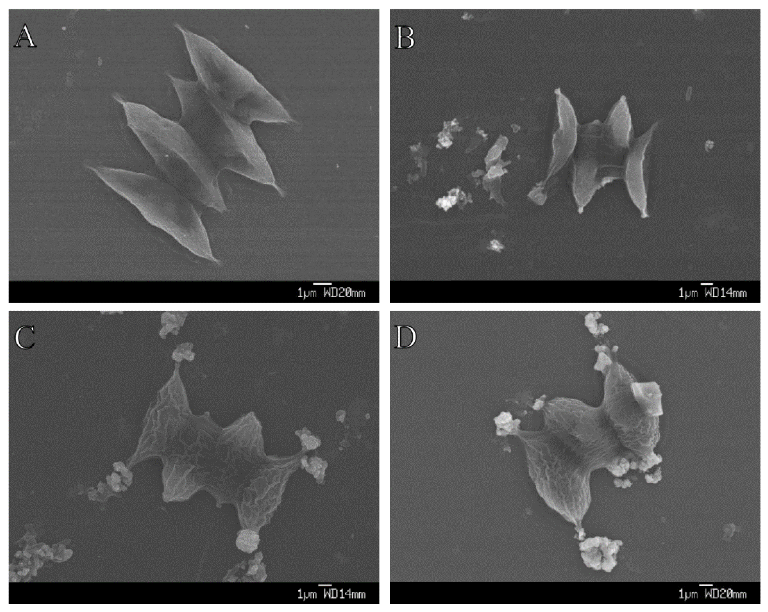 Plants 09 01748 g004