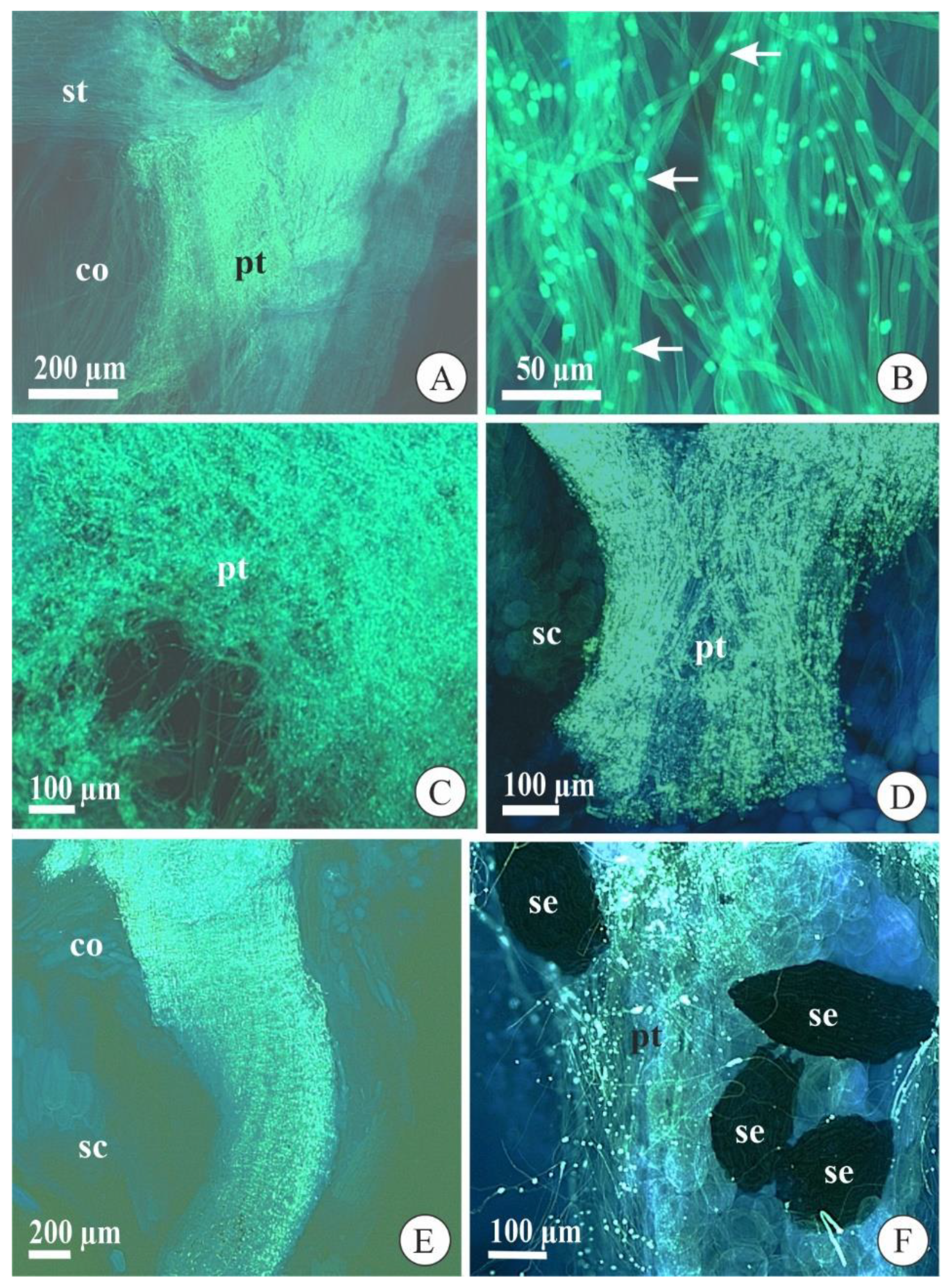 Plants 09 01758 g002 Plants 09 01758 g002