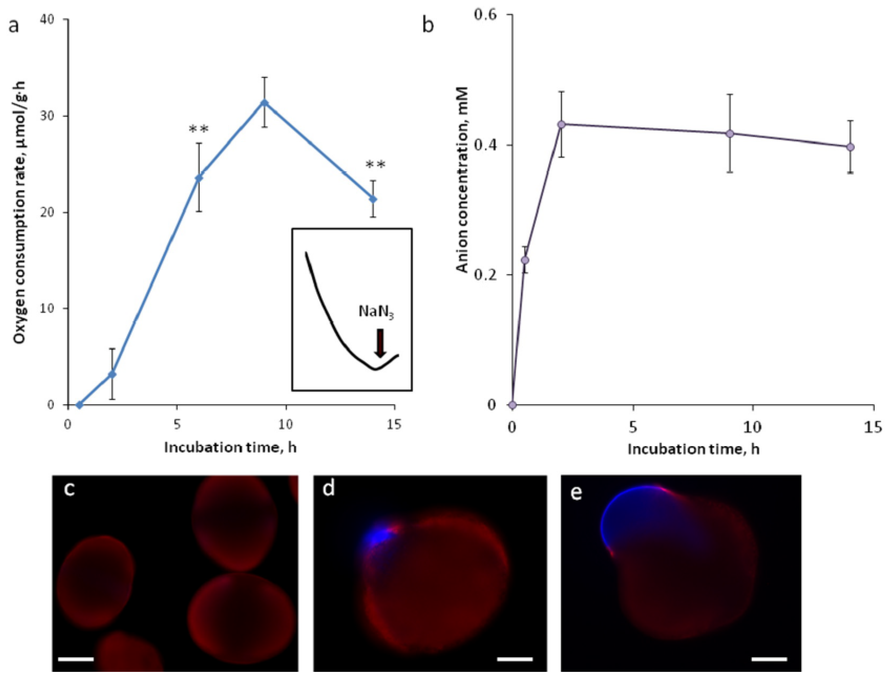 Plants 09 01760 g001