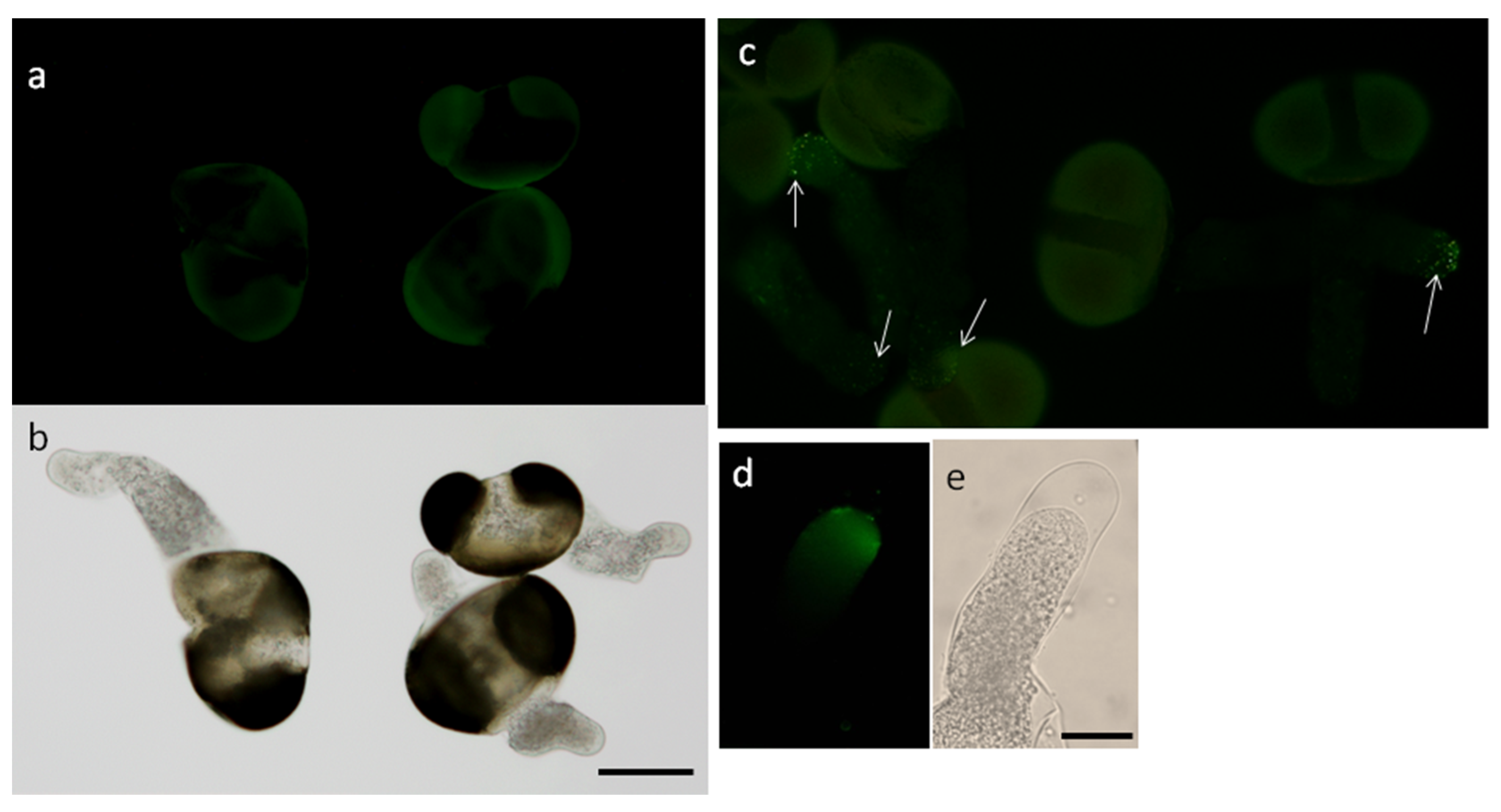 Plants 09 01760 g005