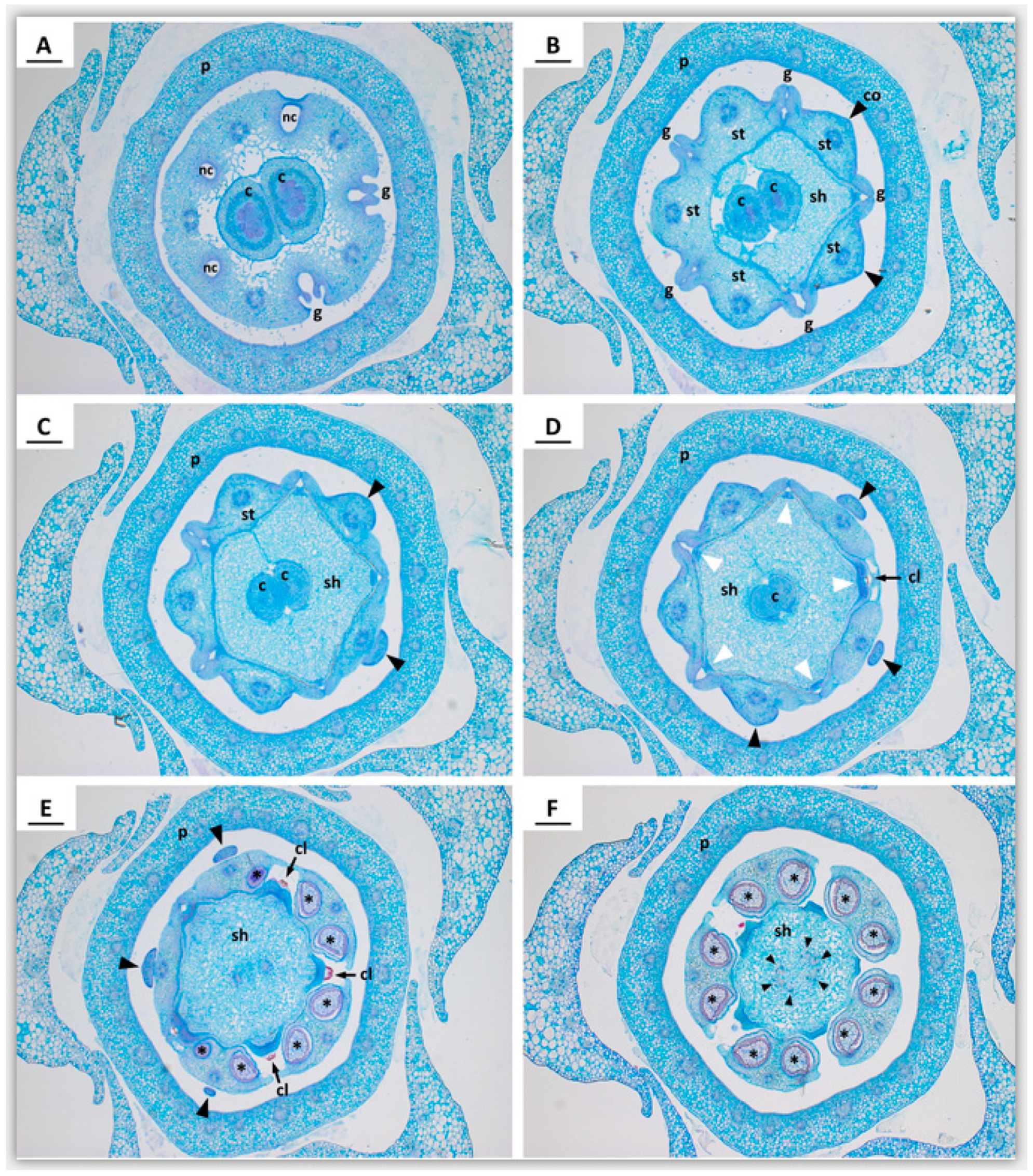 Plants 09 01767 g003
