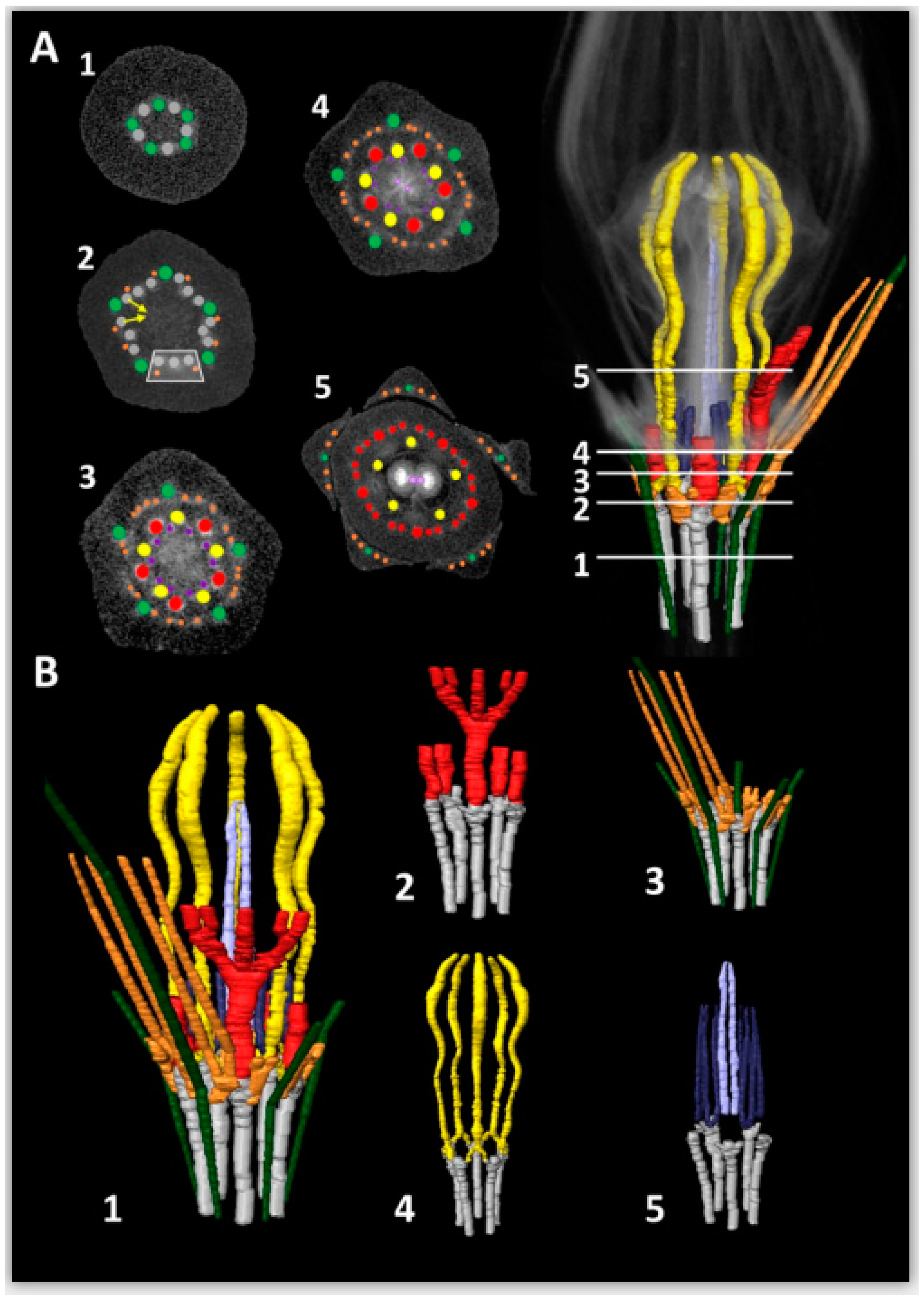 Plants 09 01767 g004