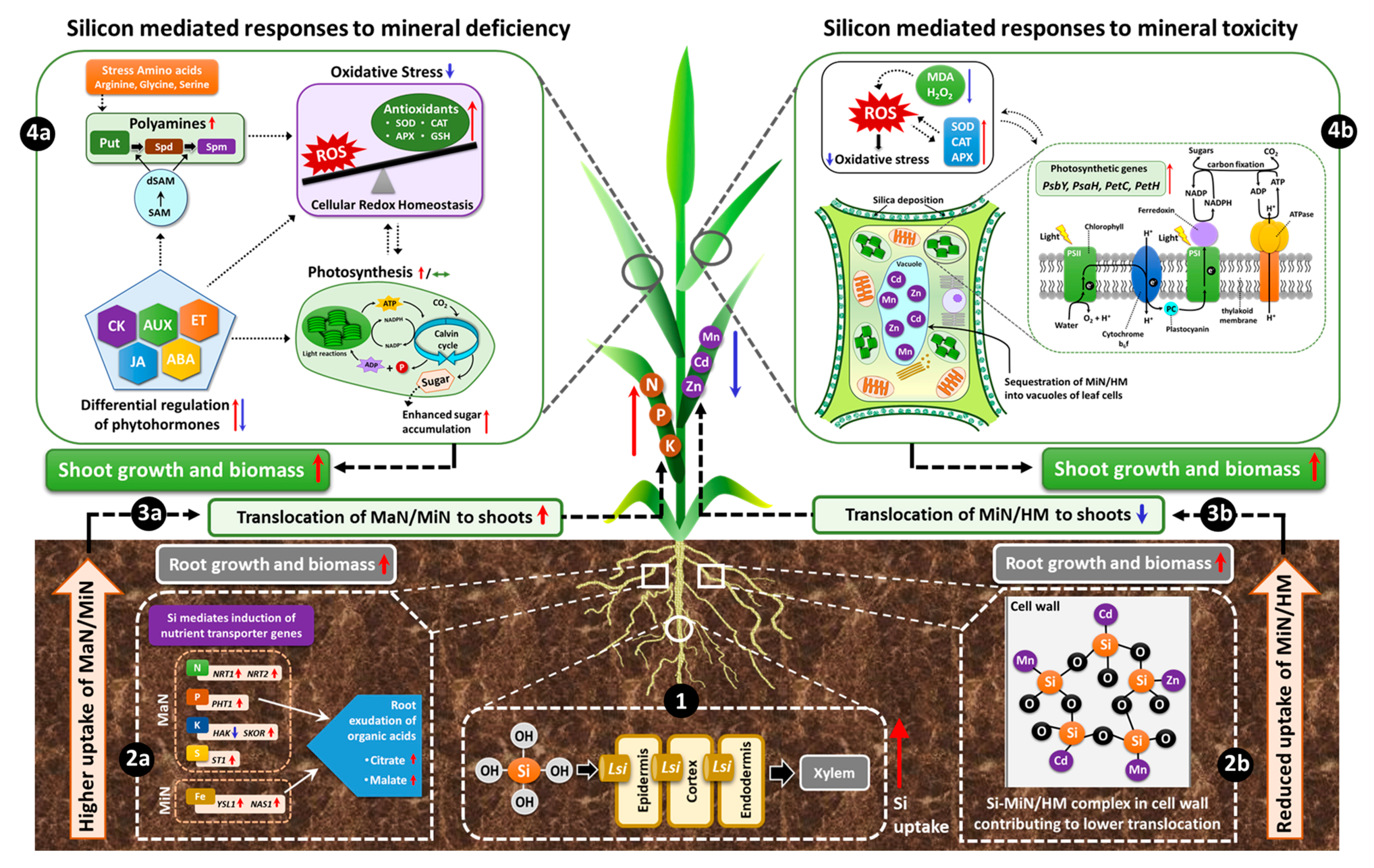 Plants 09 01779 g002 Plants 09 01779 g002