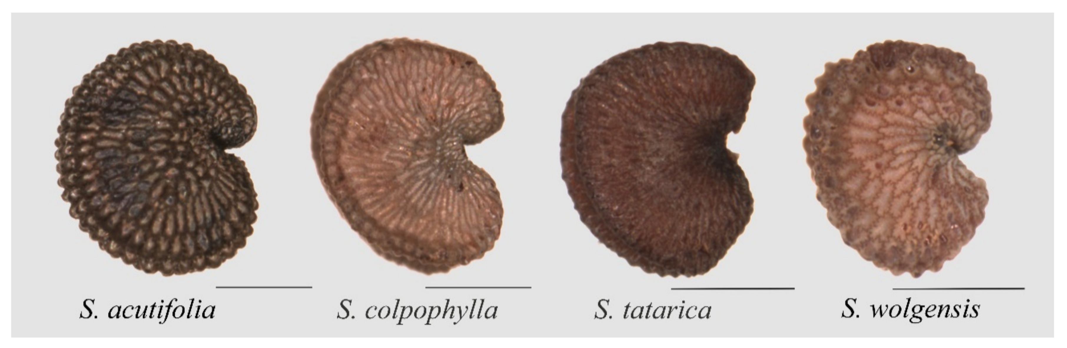 Plants 09 01787 g001