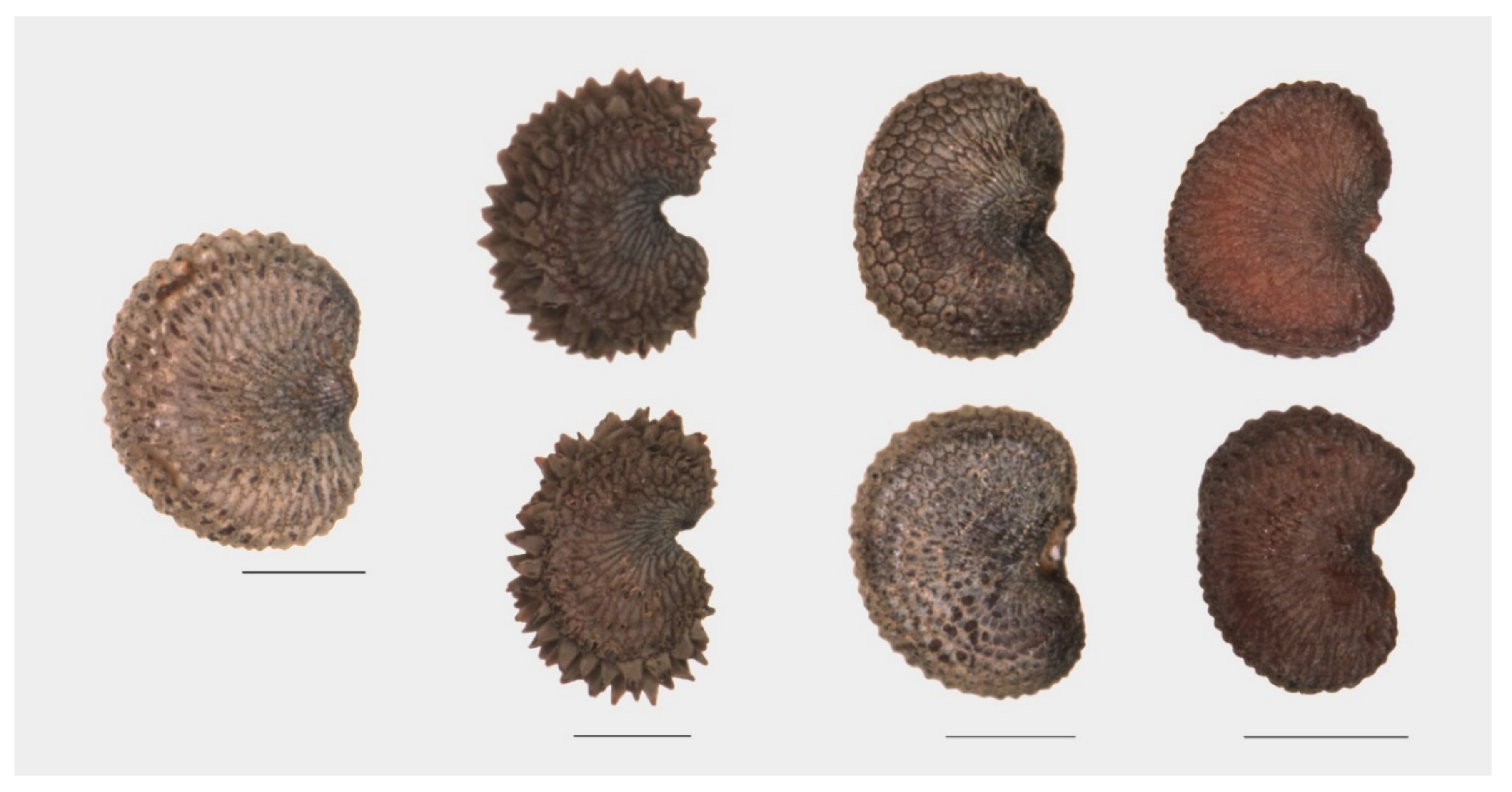 Plants 09 01787 g002