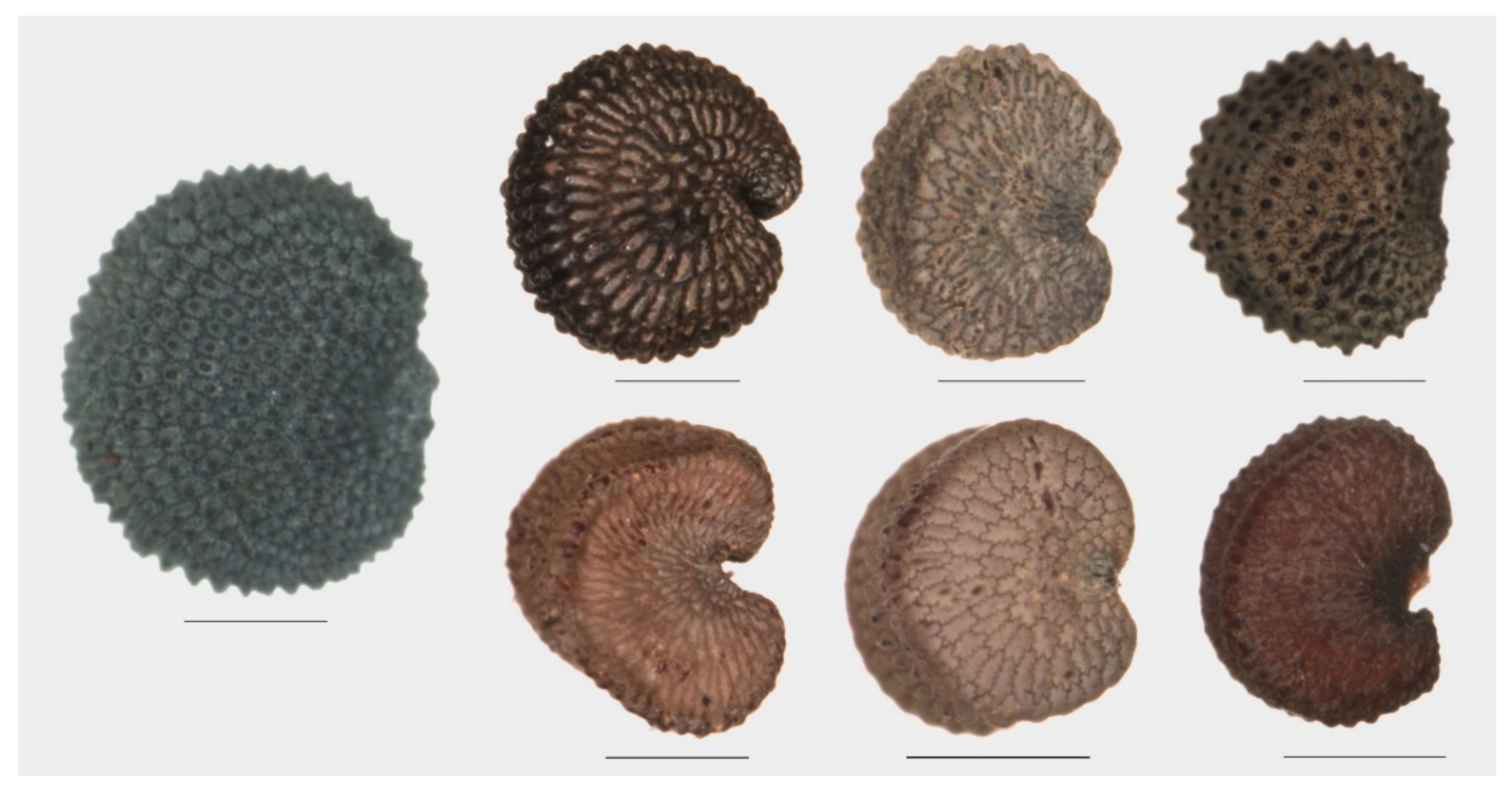 Plants 09 01787 g003