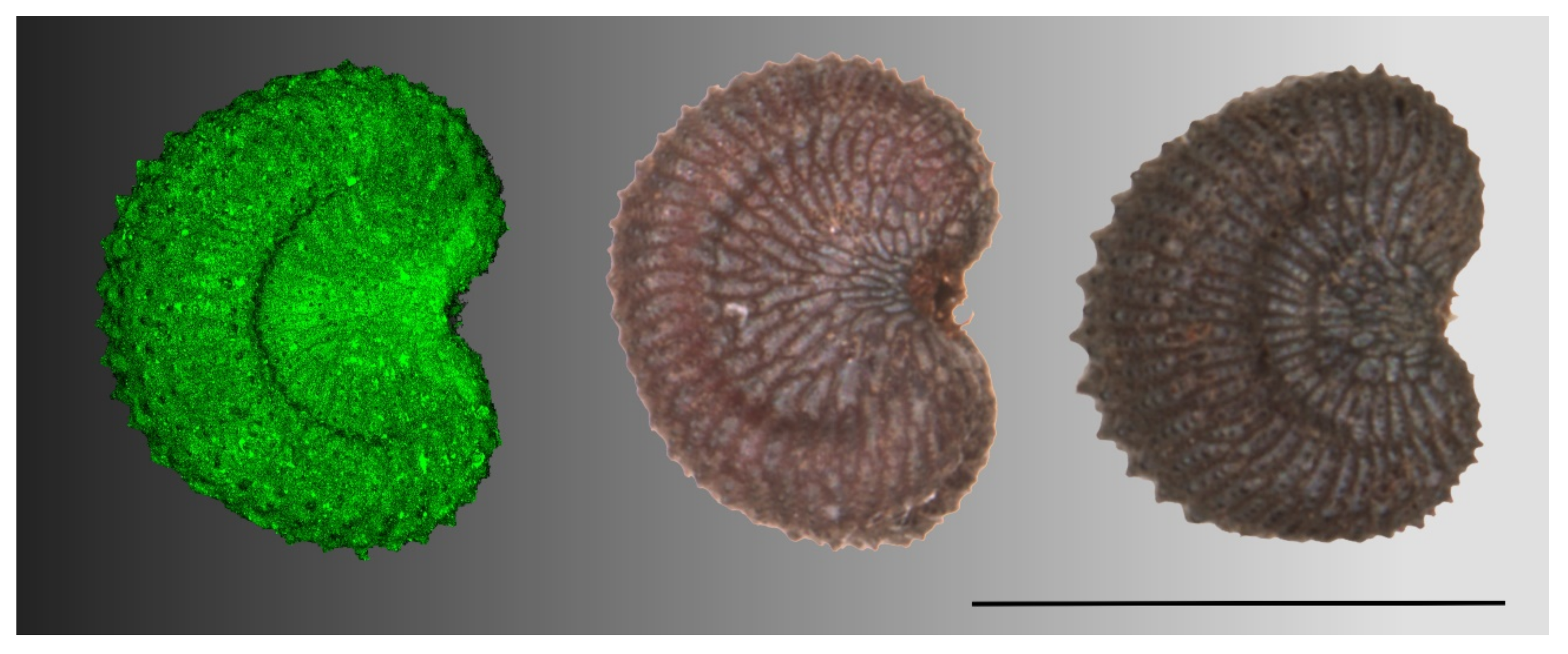 Plants 09 01787 g004