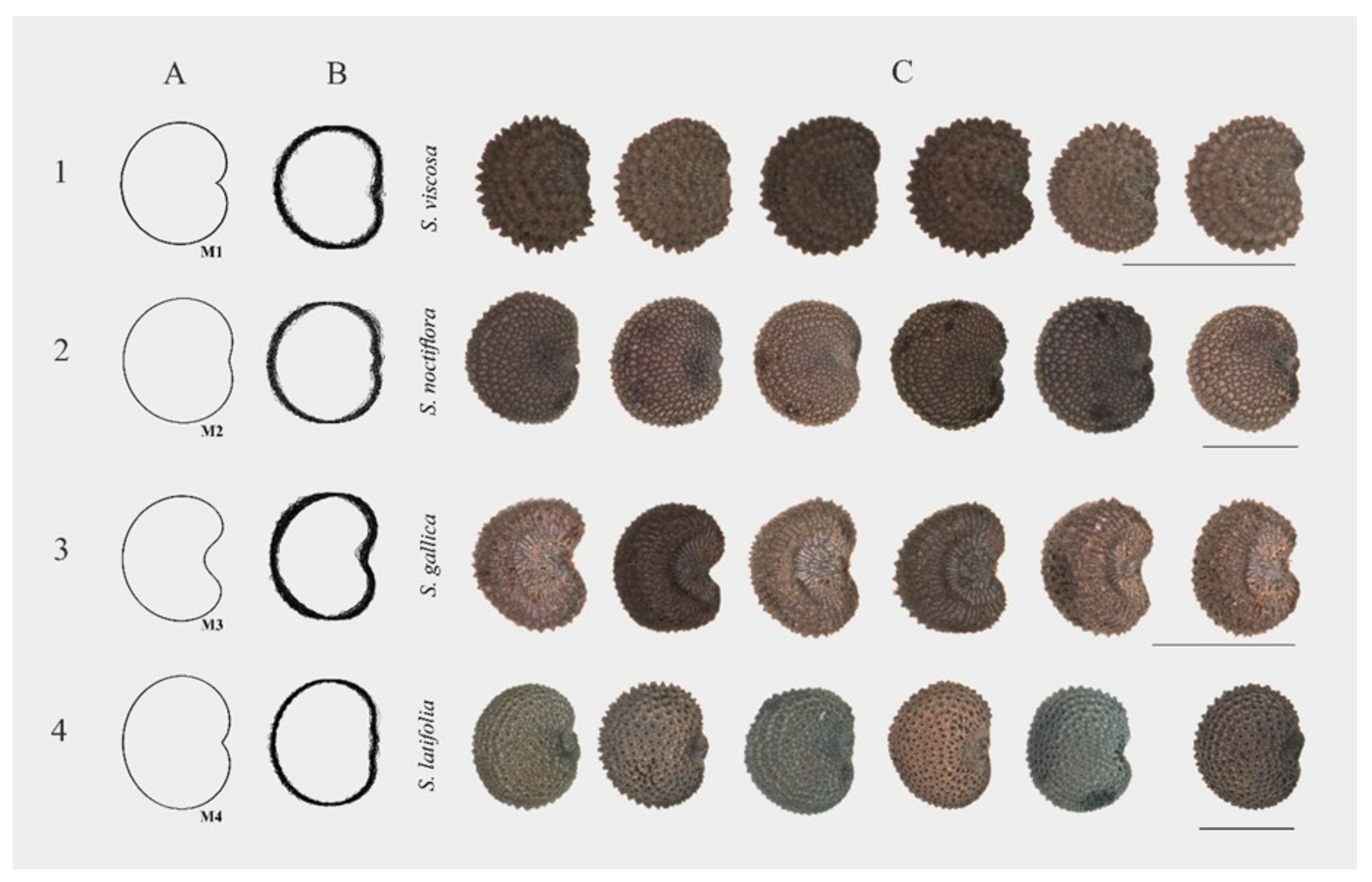 Plants 09 01787 g008