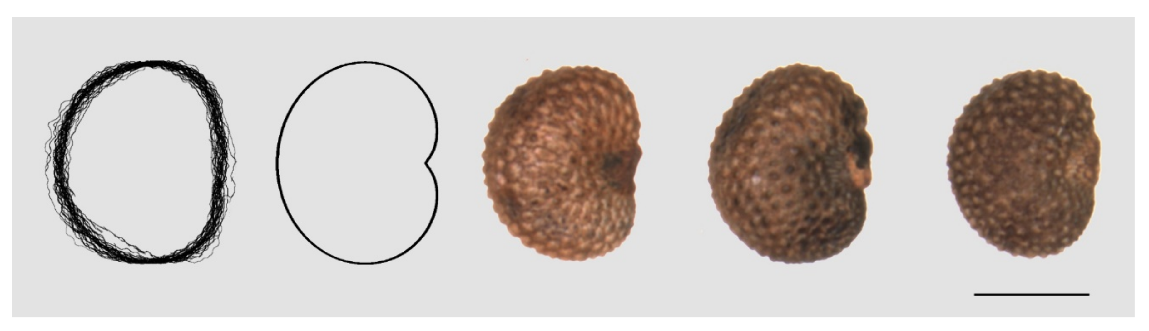 Plants 09 01787 g009