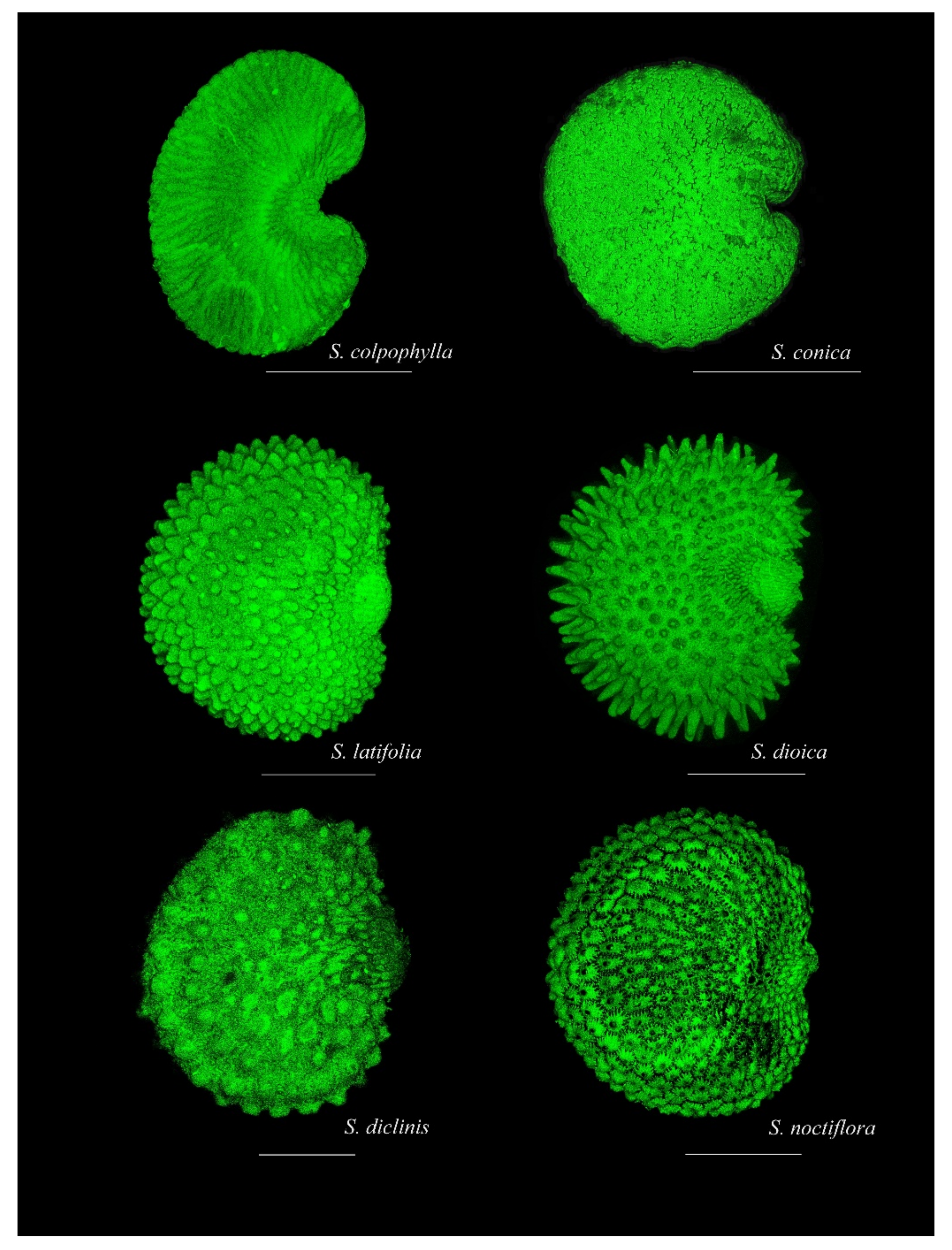 Plants 09 01787 g0a2
