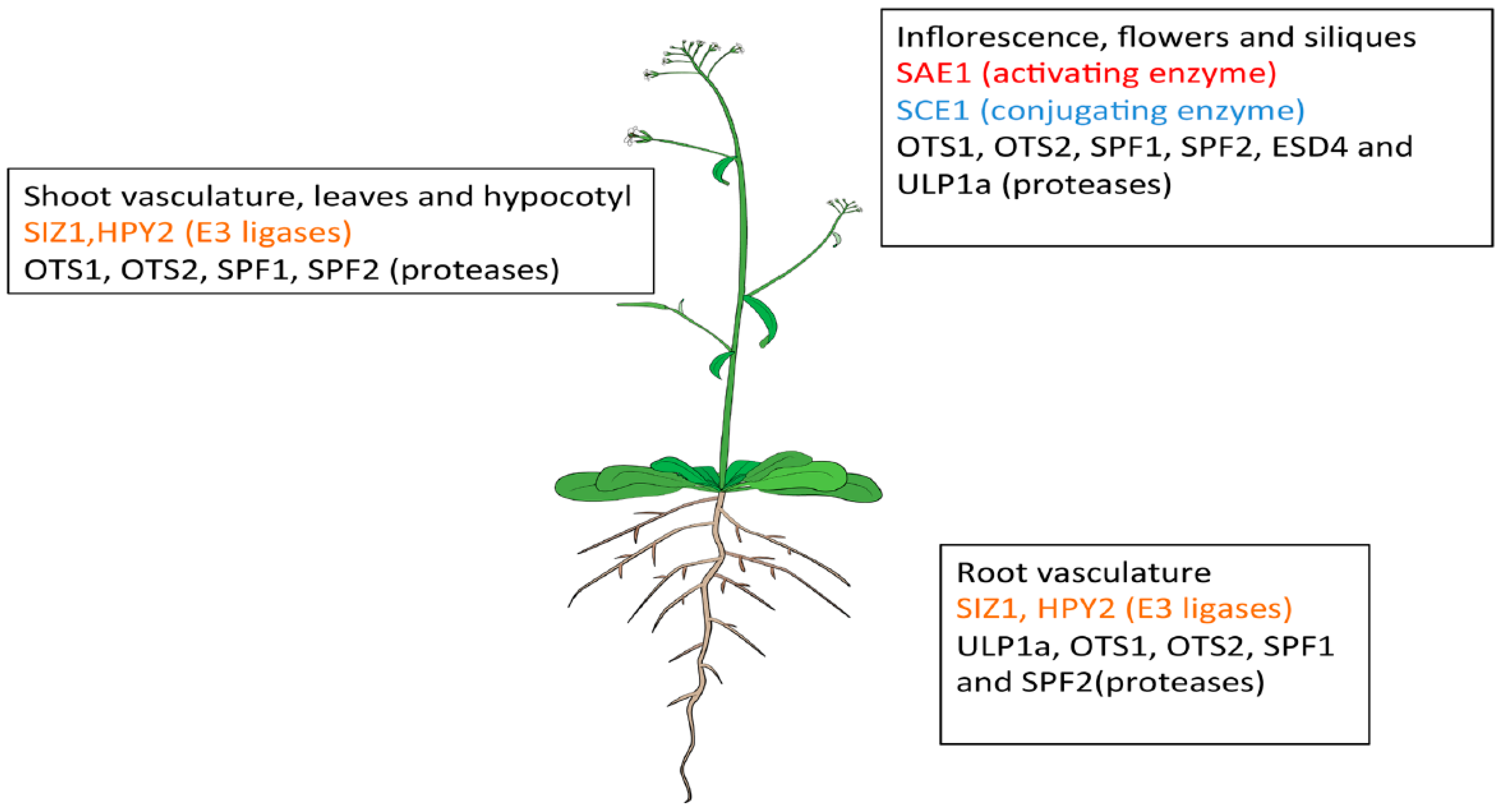 Plants 09 01788 g003