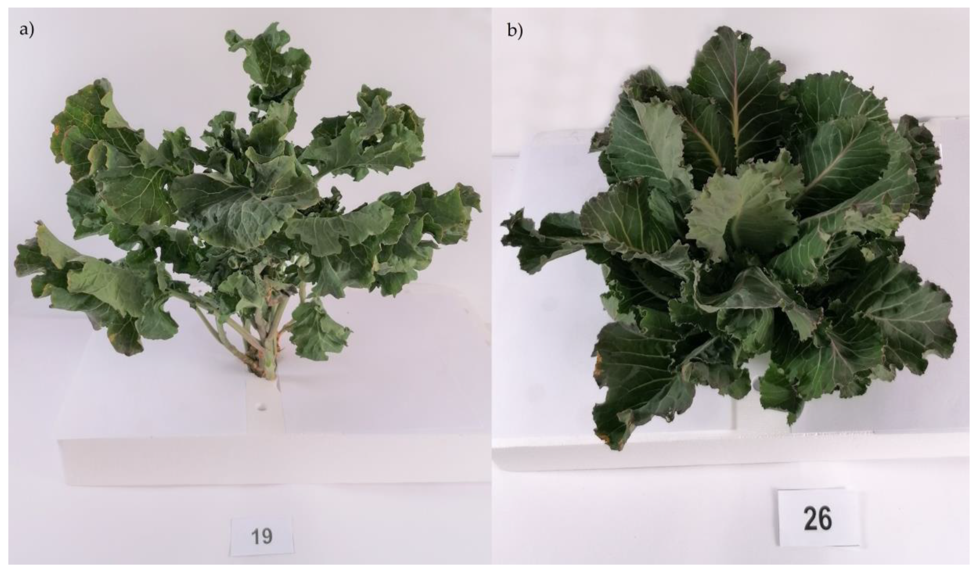 Plants 09 01792 g004 Plants 09 01792 g004