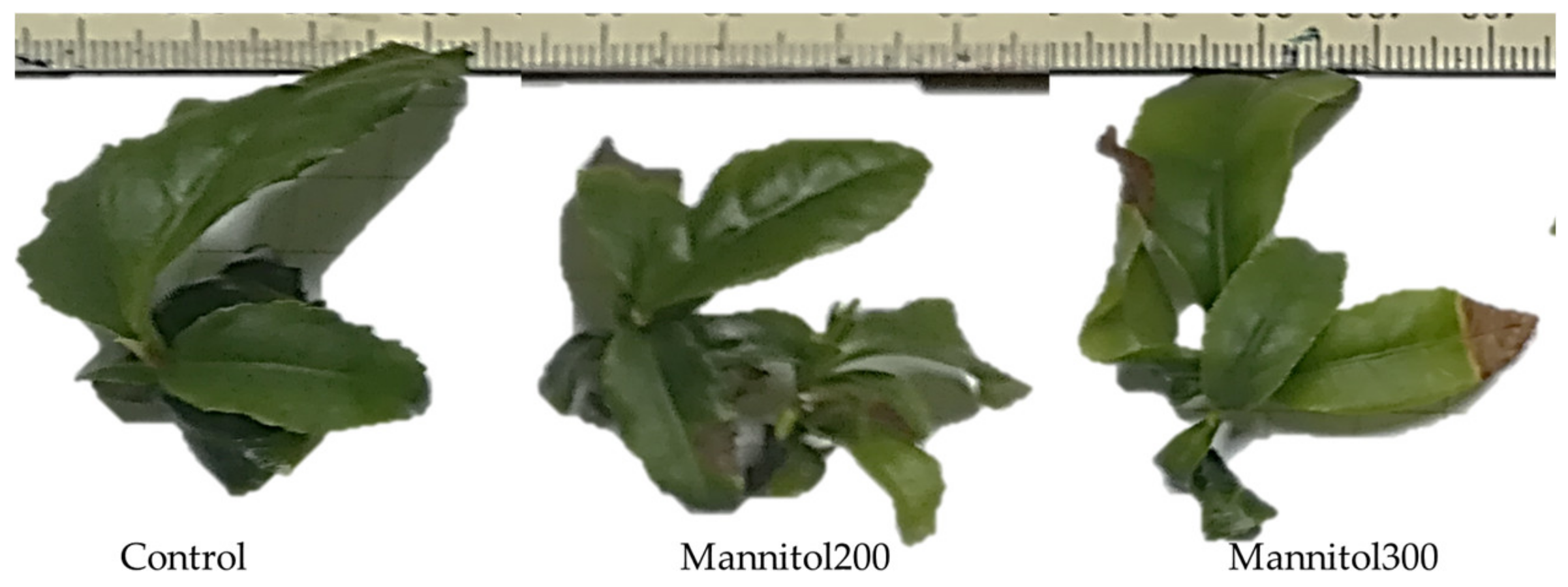 Plants 09 01795 g001