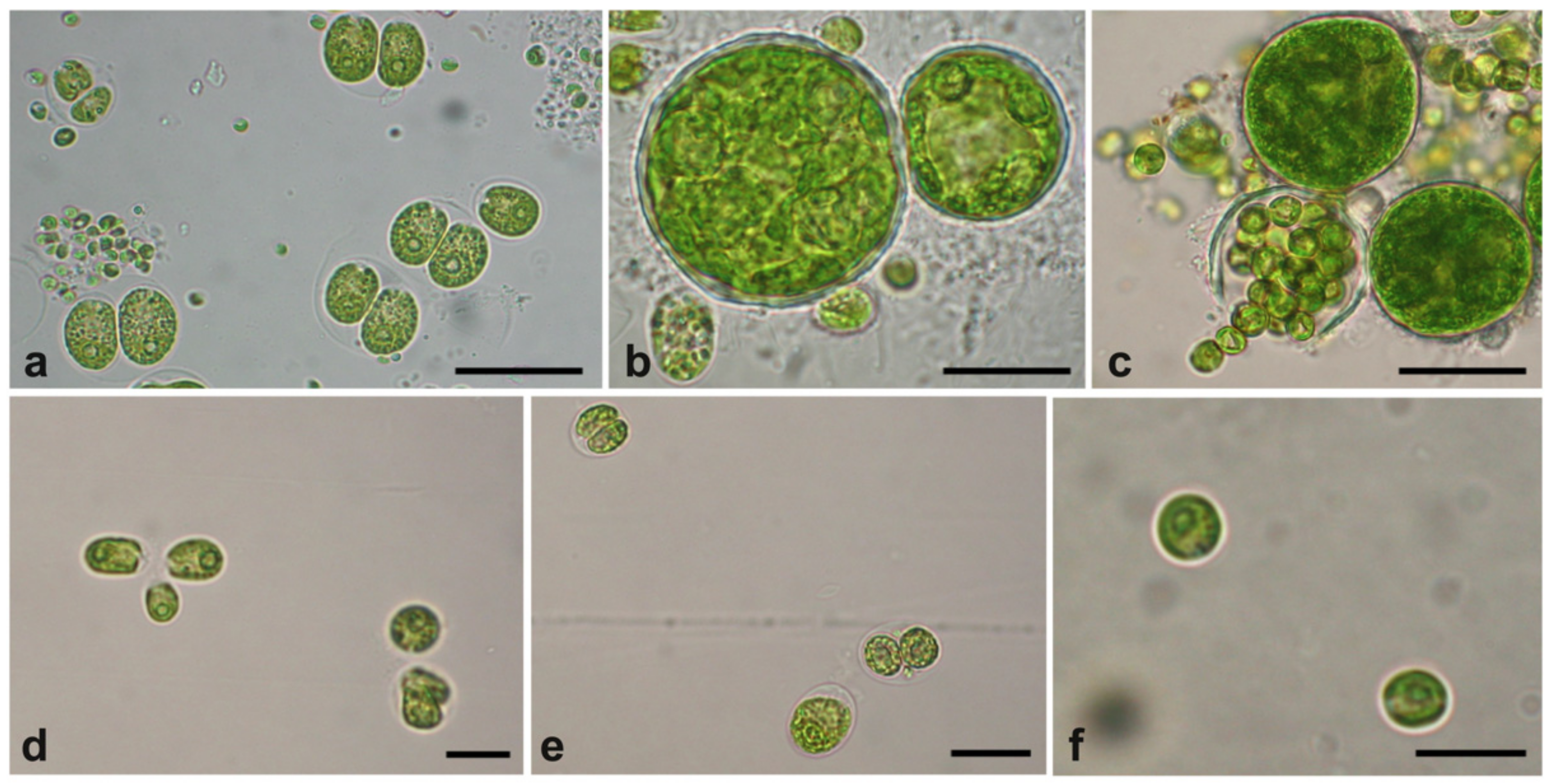 Plants 09 01802 g001