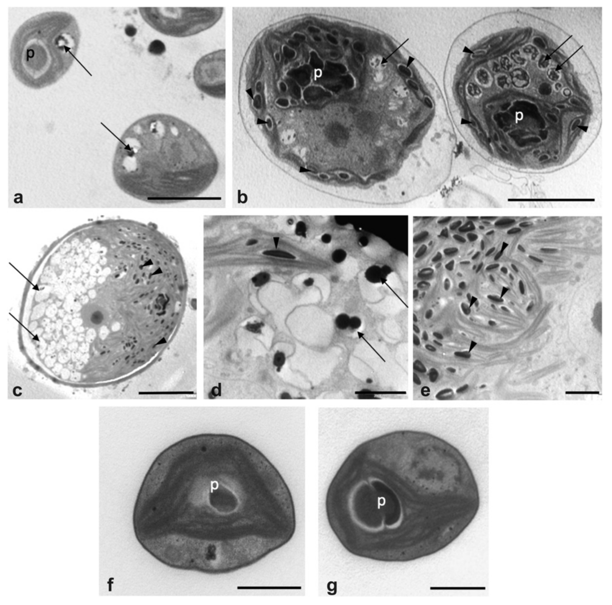 Plants 09 01802 g002