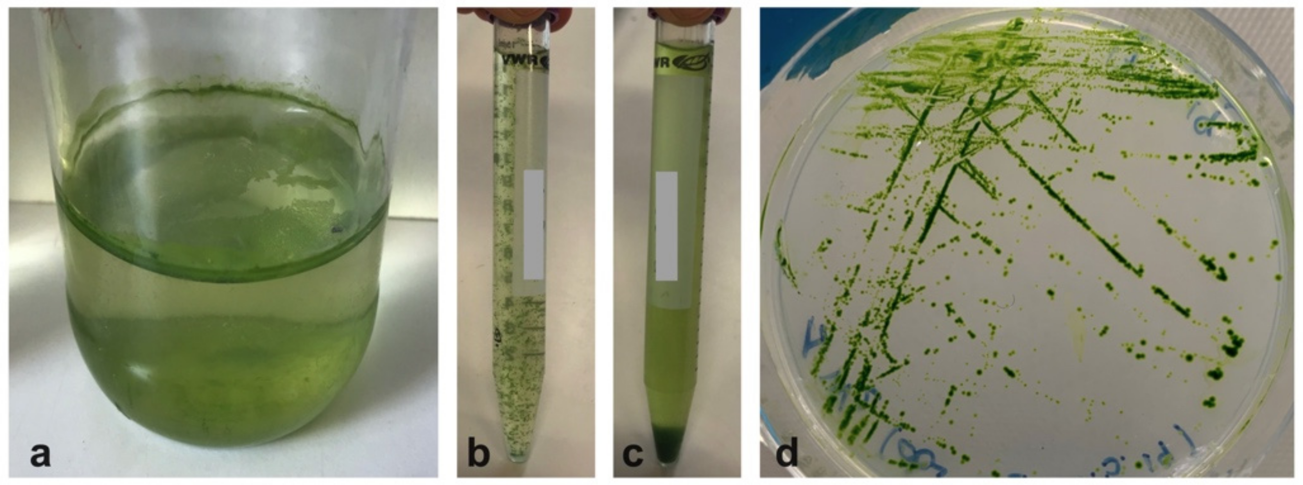 Plants 09 01802 g009