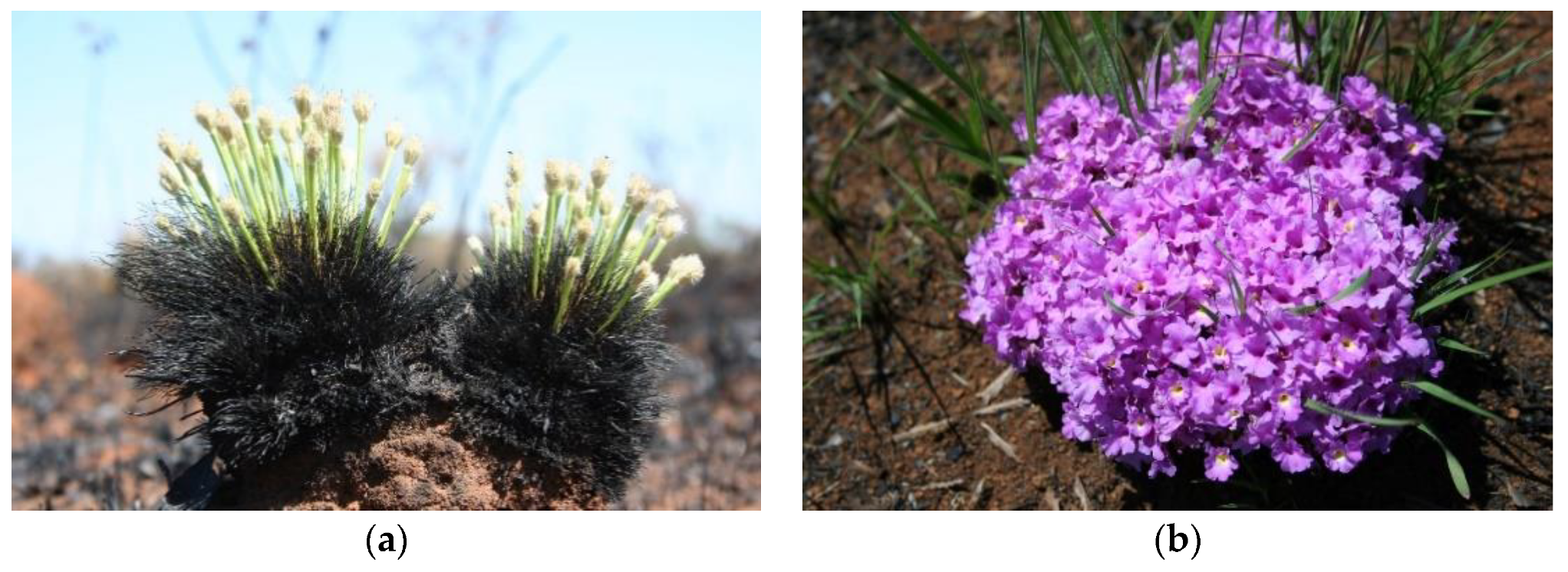 Plants 09 01803 g003