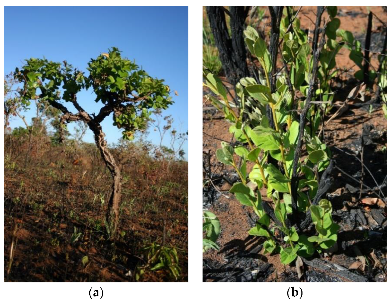 Plants 09 01803 g004