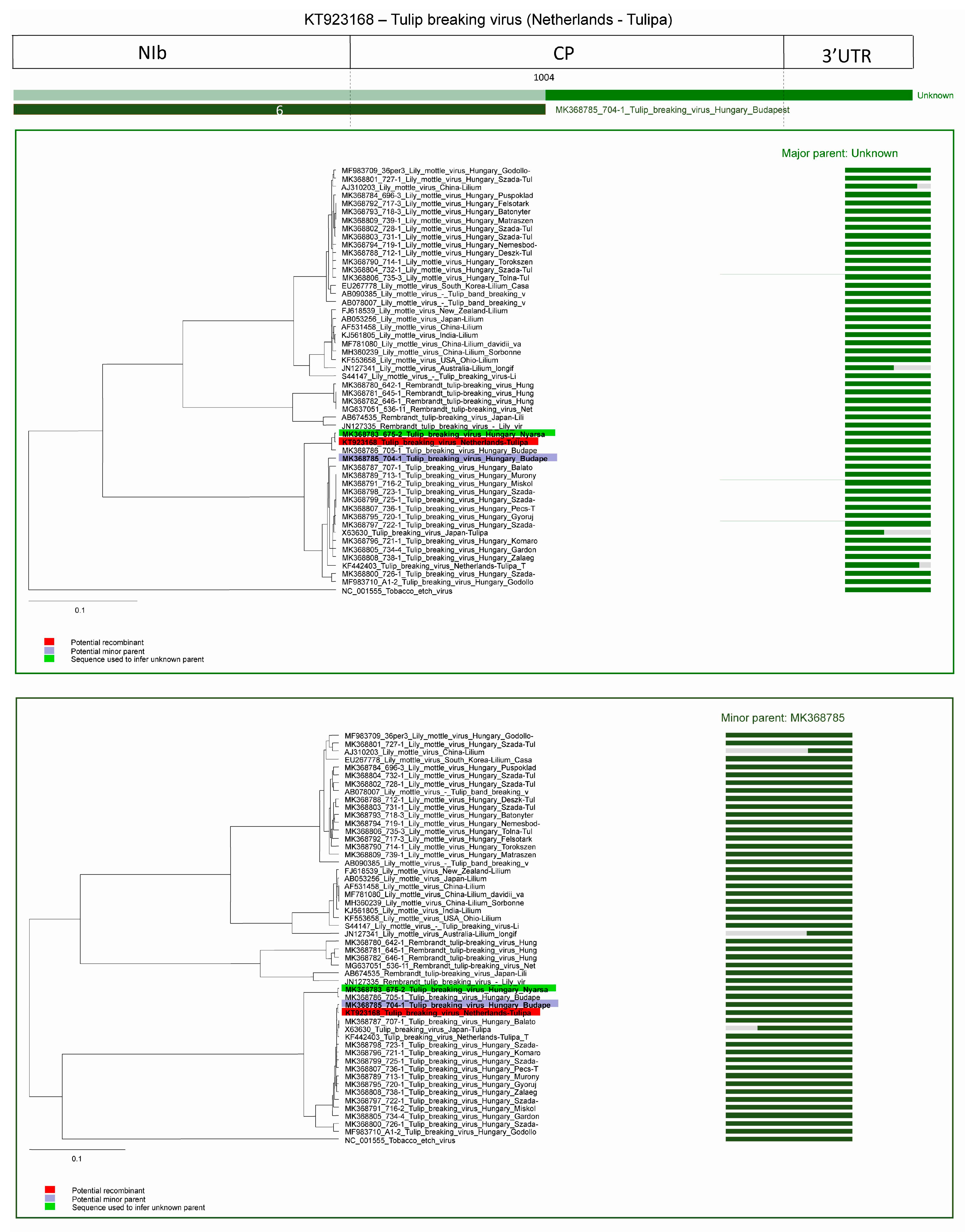 Plants | Free Full-Text | Genetic Diversity of Potyviruses Associated with  Tulip Breaking Syndrome | HTML