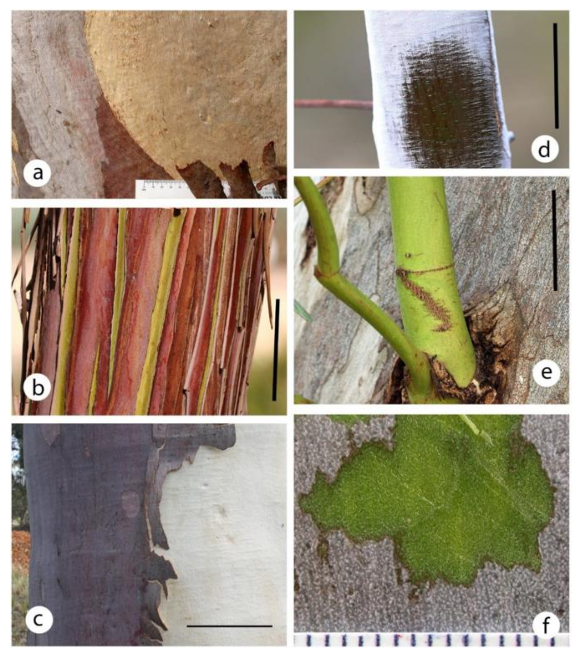 Plants 09 01814 g001