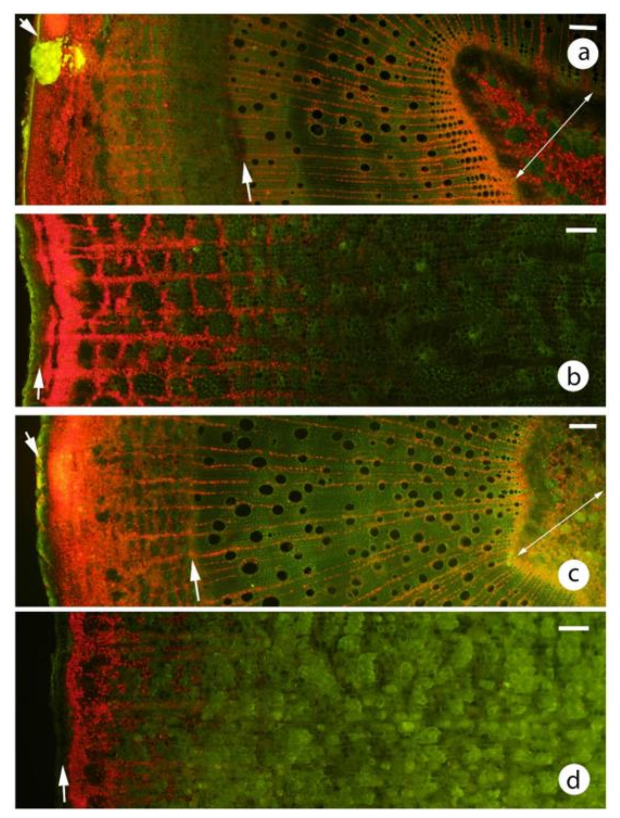 Plants 09 01814 g003
