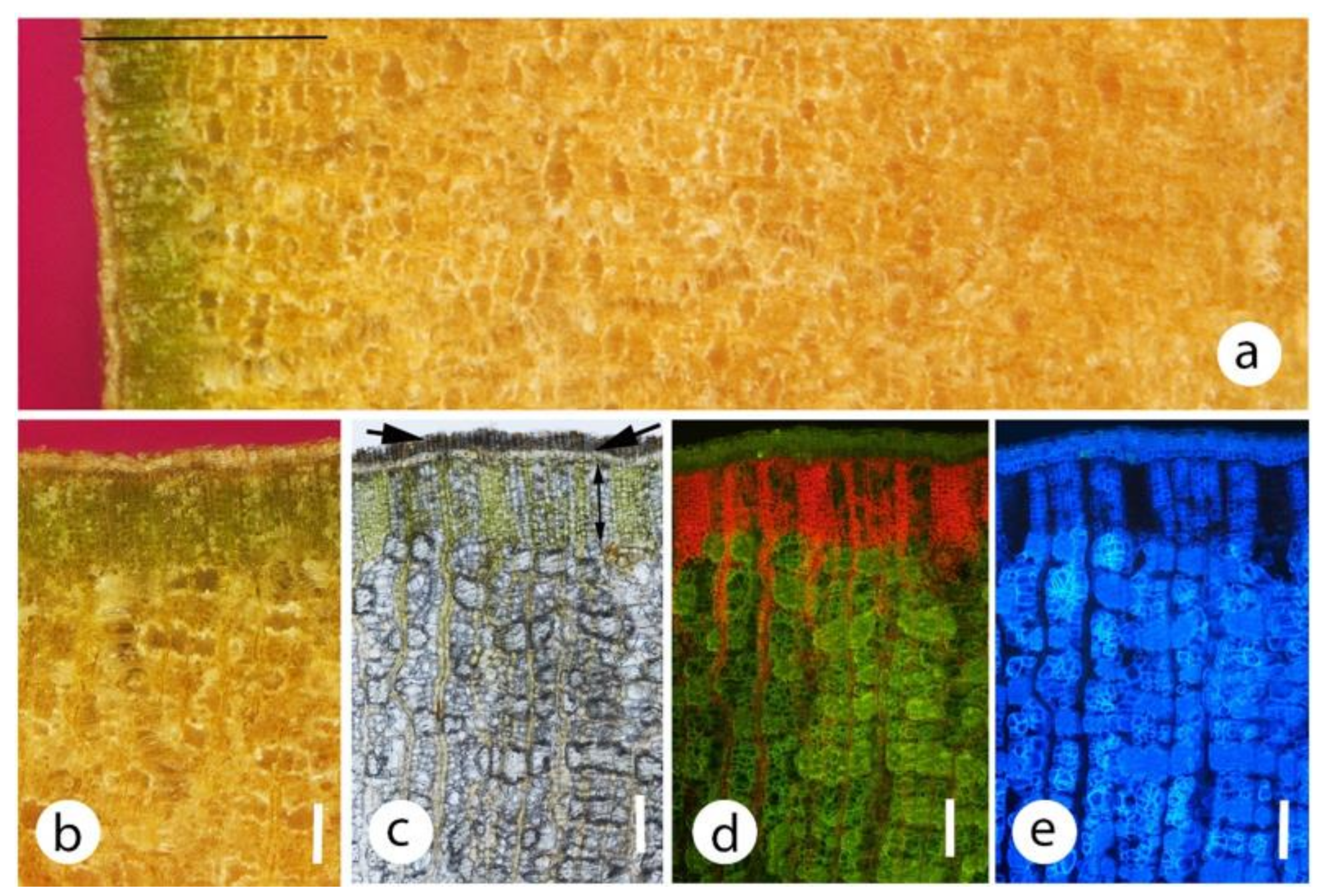 Plants 09 01814 g004