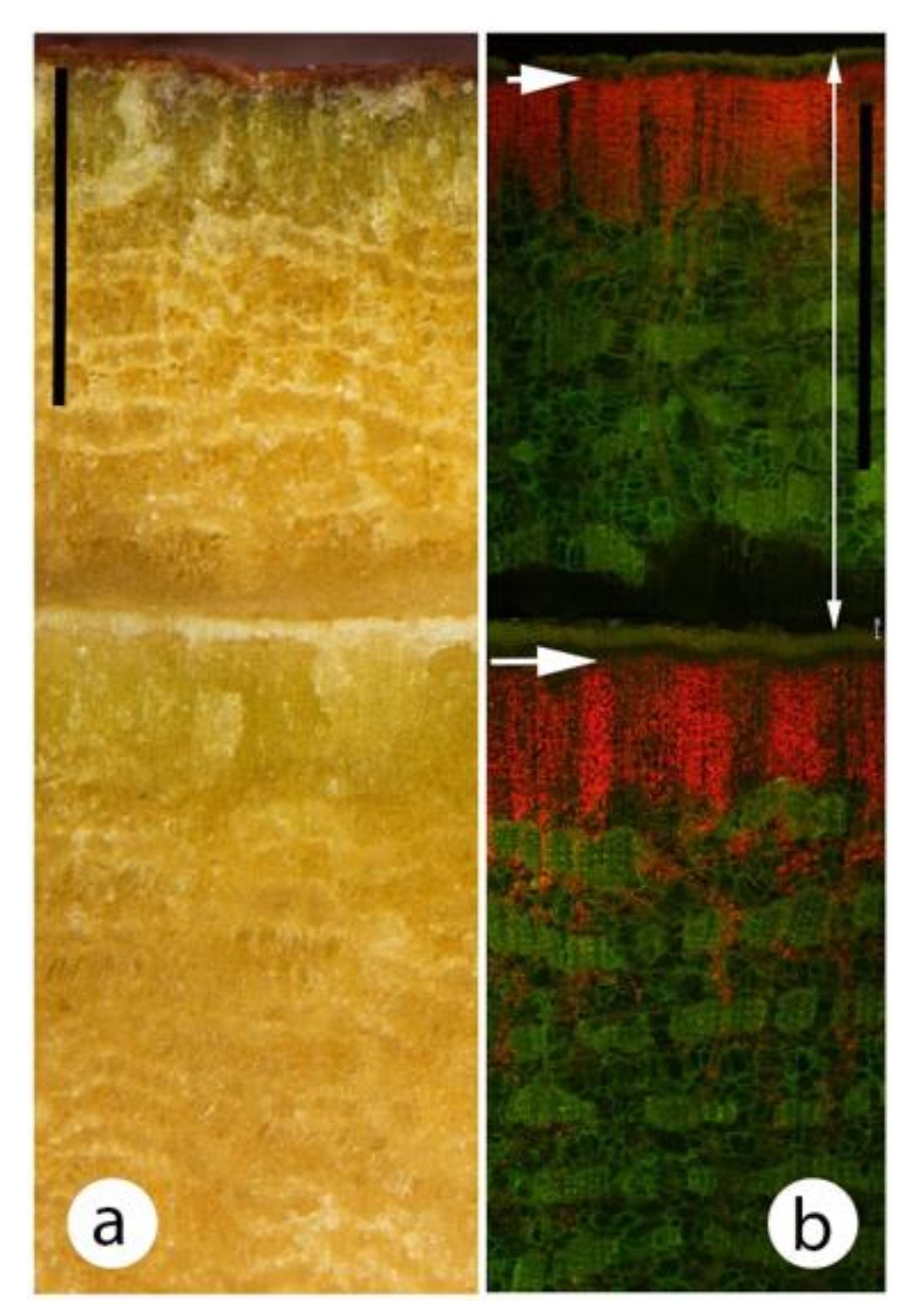 Plants 09 01814 g006