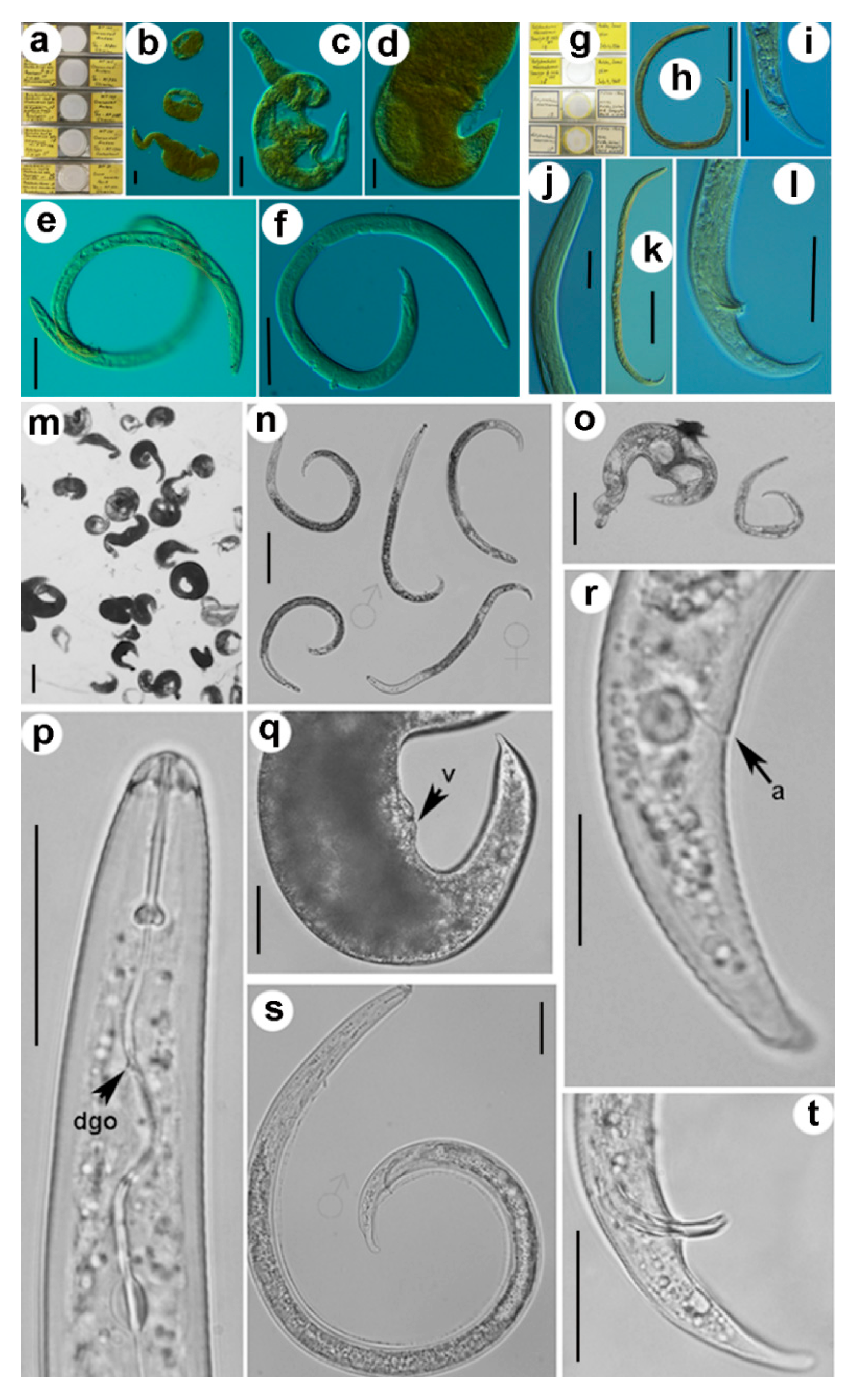 Plants 10 00007 g001 Plants 10 00007 g001