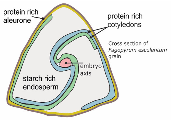 Cholesterol-Lowering Activity of Tartary Buckwheat Protein