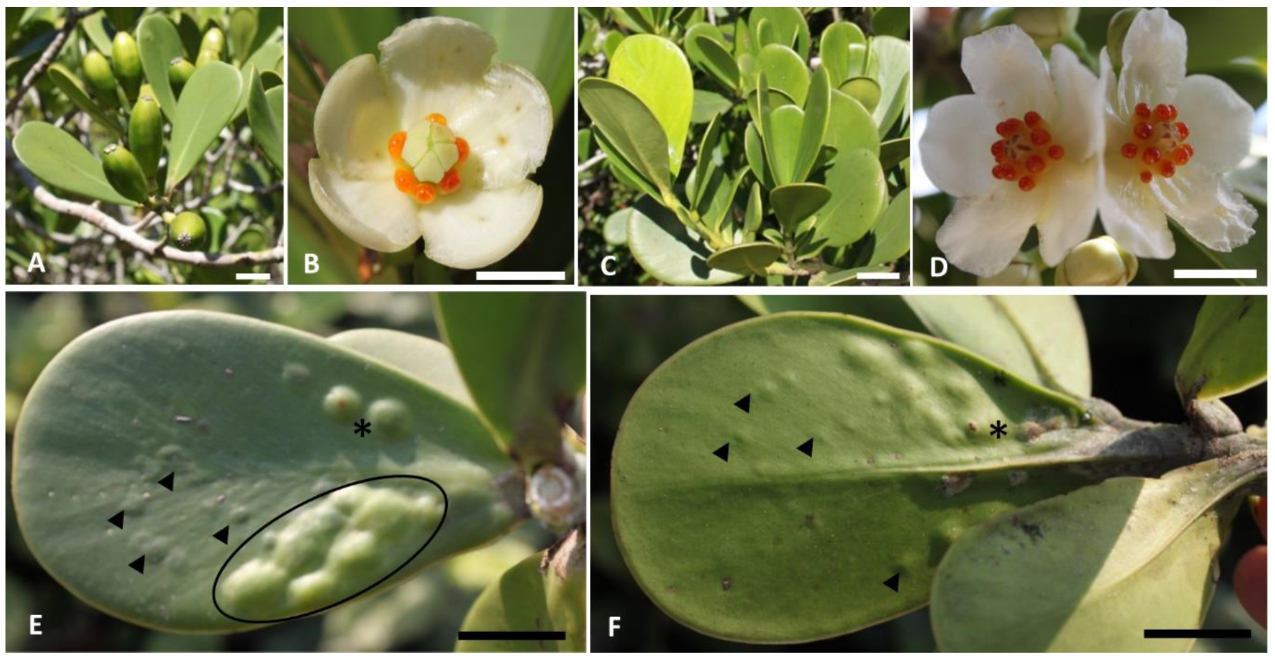 Plants 10 00020 g001 Plants 10 00020 g001