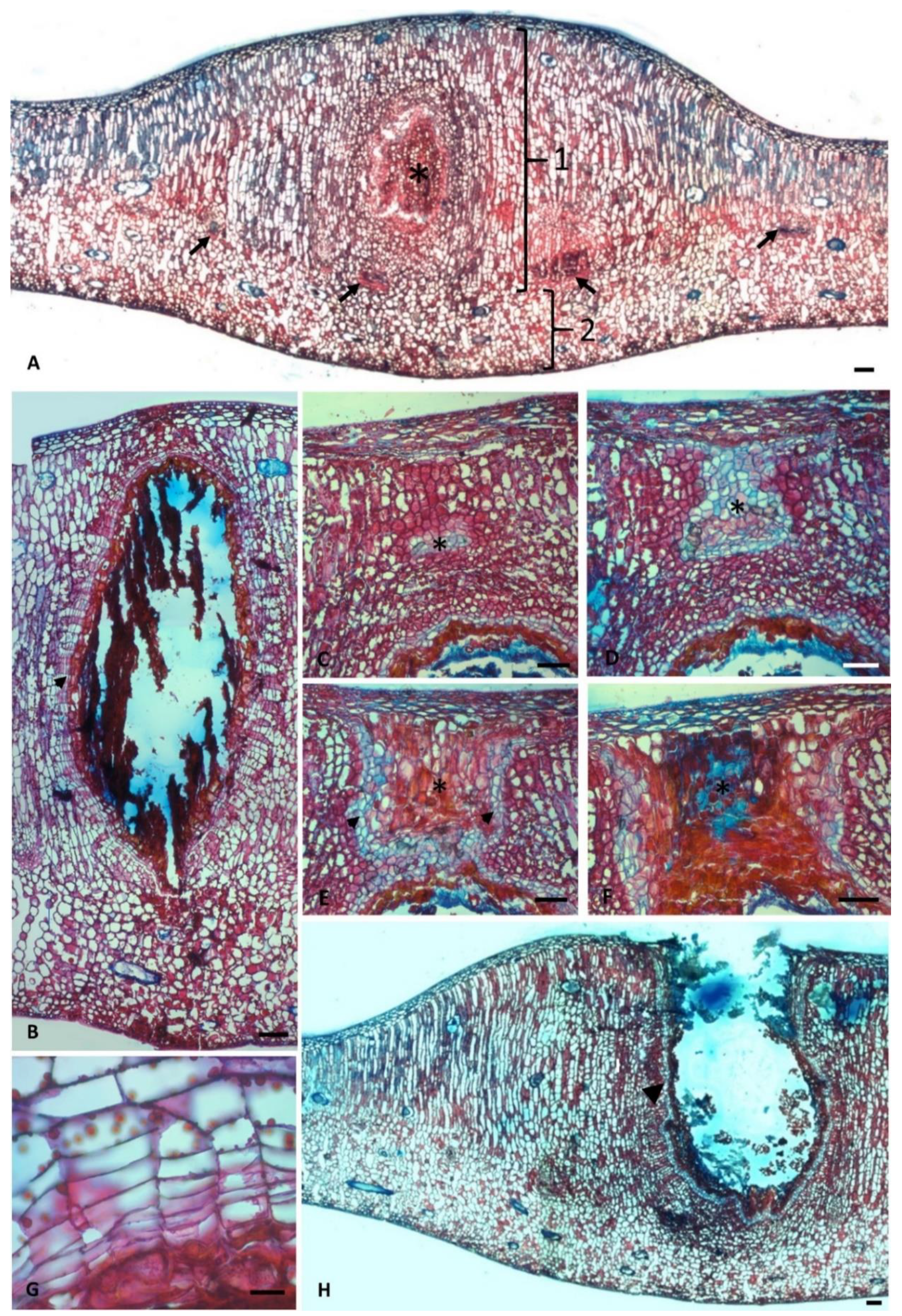 Plants 10 00020 g004 Plants 10 00020 g004