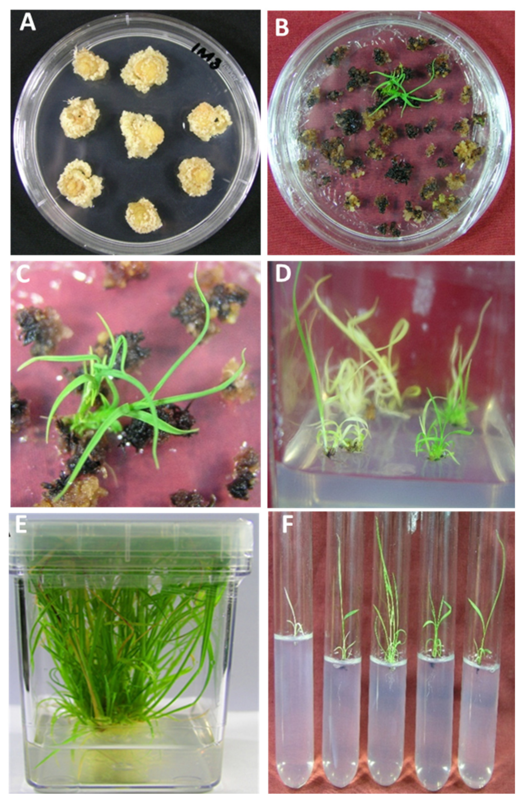 Plants 10 00026 g004