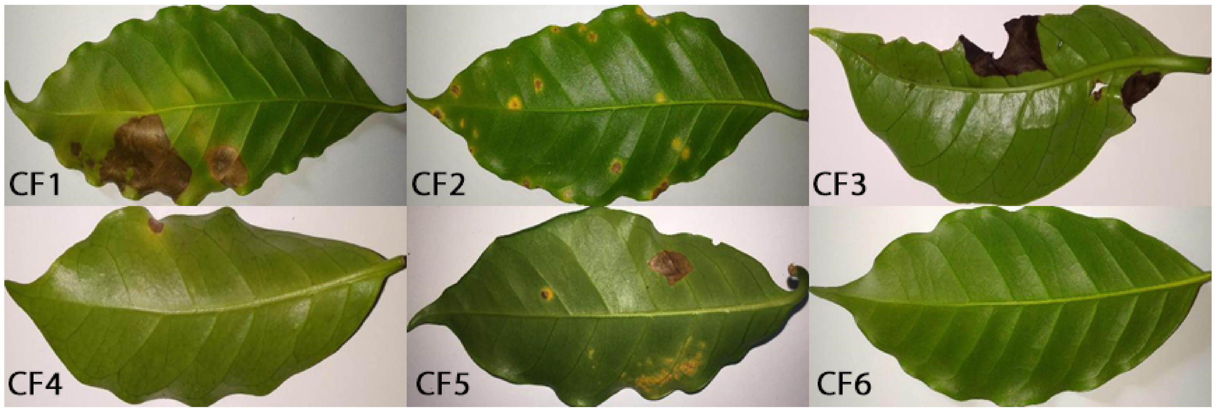 Plants 10 00028 g003