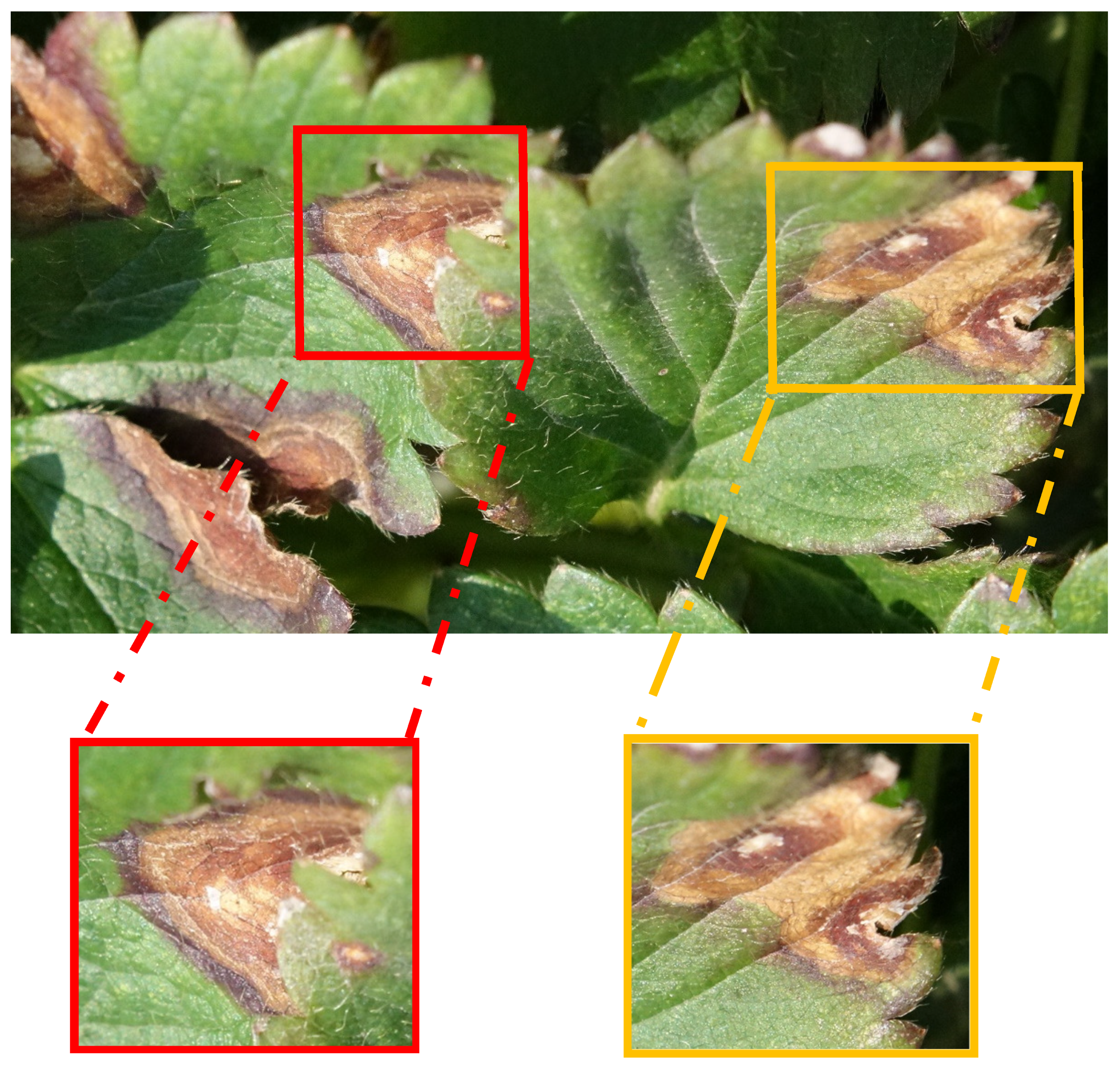 Plants 10 00031 g005 Plants 10 00031 g005