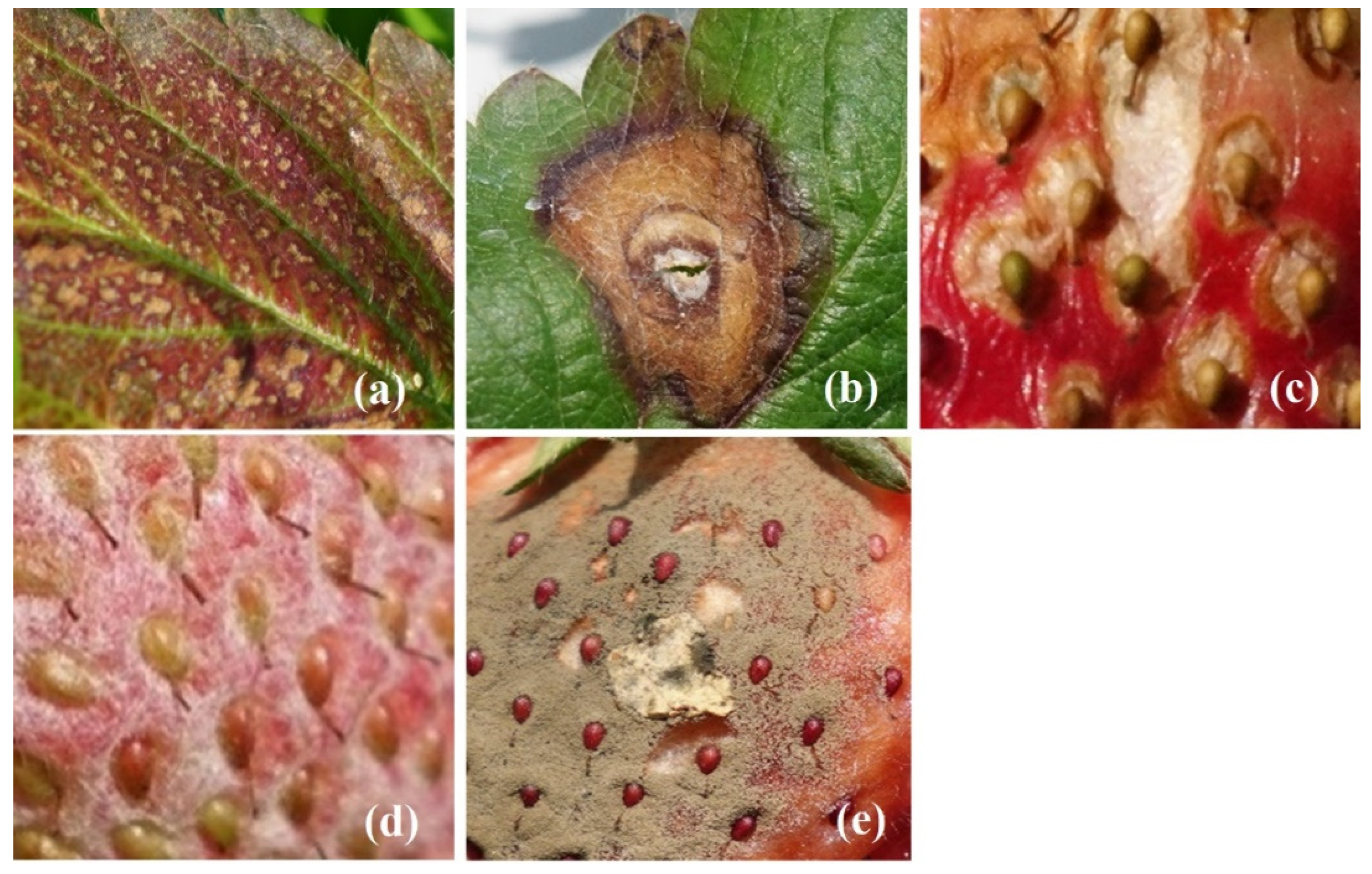 Plants 10 00031 g006 Plants 10 00031 g006