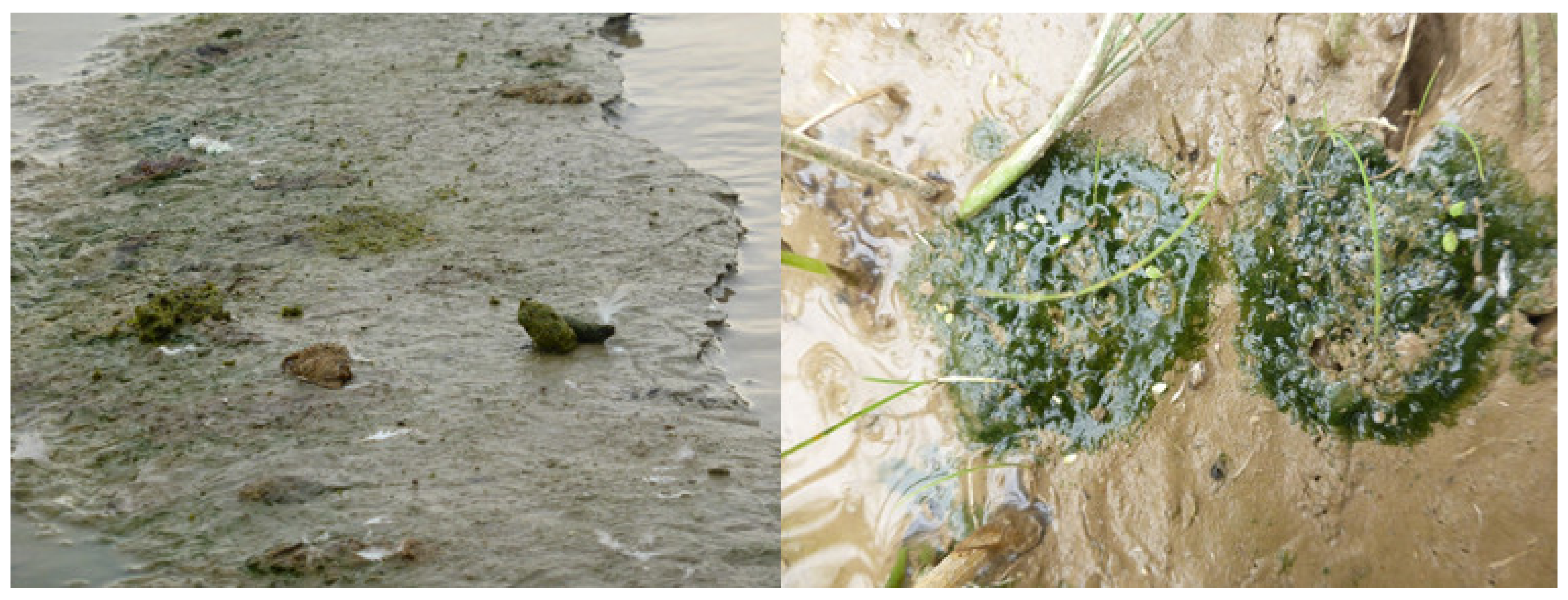 Plants 10 00040 g0a2