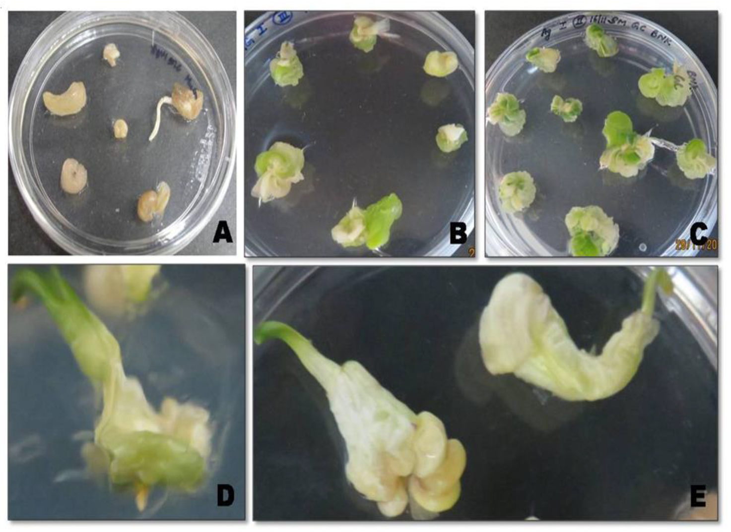 Plants 10 00052 g001 Plants 10 00052 g001