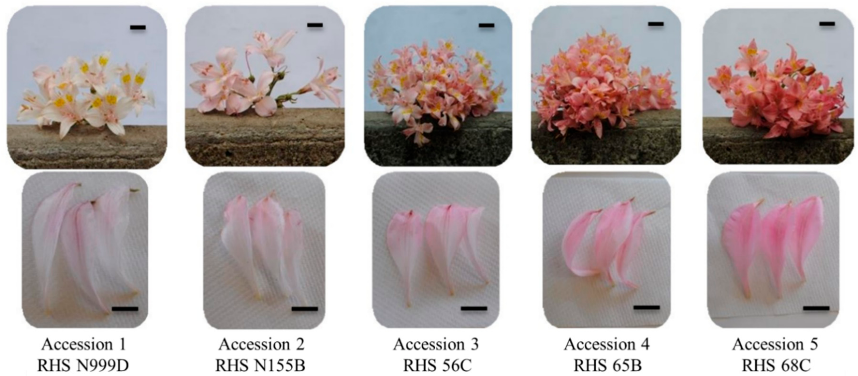 Plants Free Full Text Understanding Alstroemeria Pallida Flower Colour Links Between Phenotype Anthocyanins And Gene Expression Html Plants Free Full Text Understanding Alstroemeria Pallida Flower Colour Links Between Phenotype Anthocyanins And Gene Expression Html
