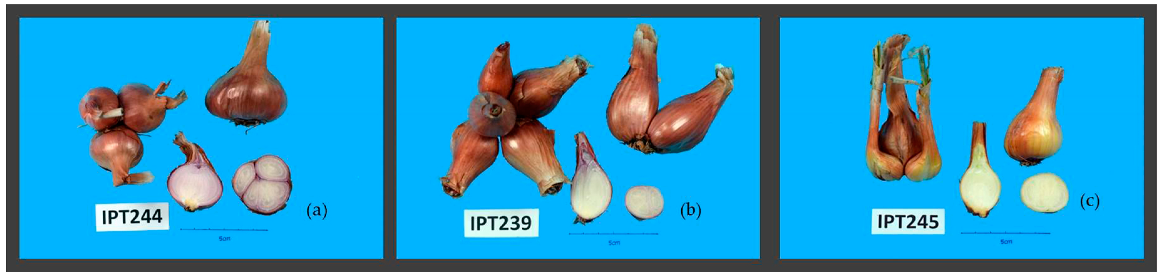 Plants 10 00060 g003