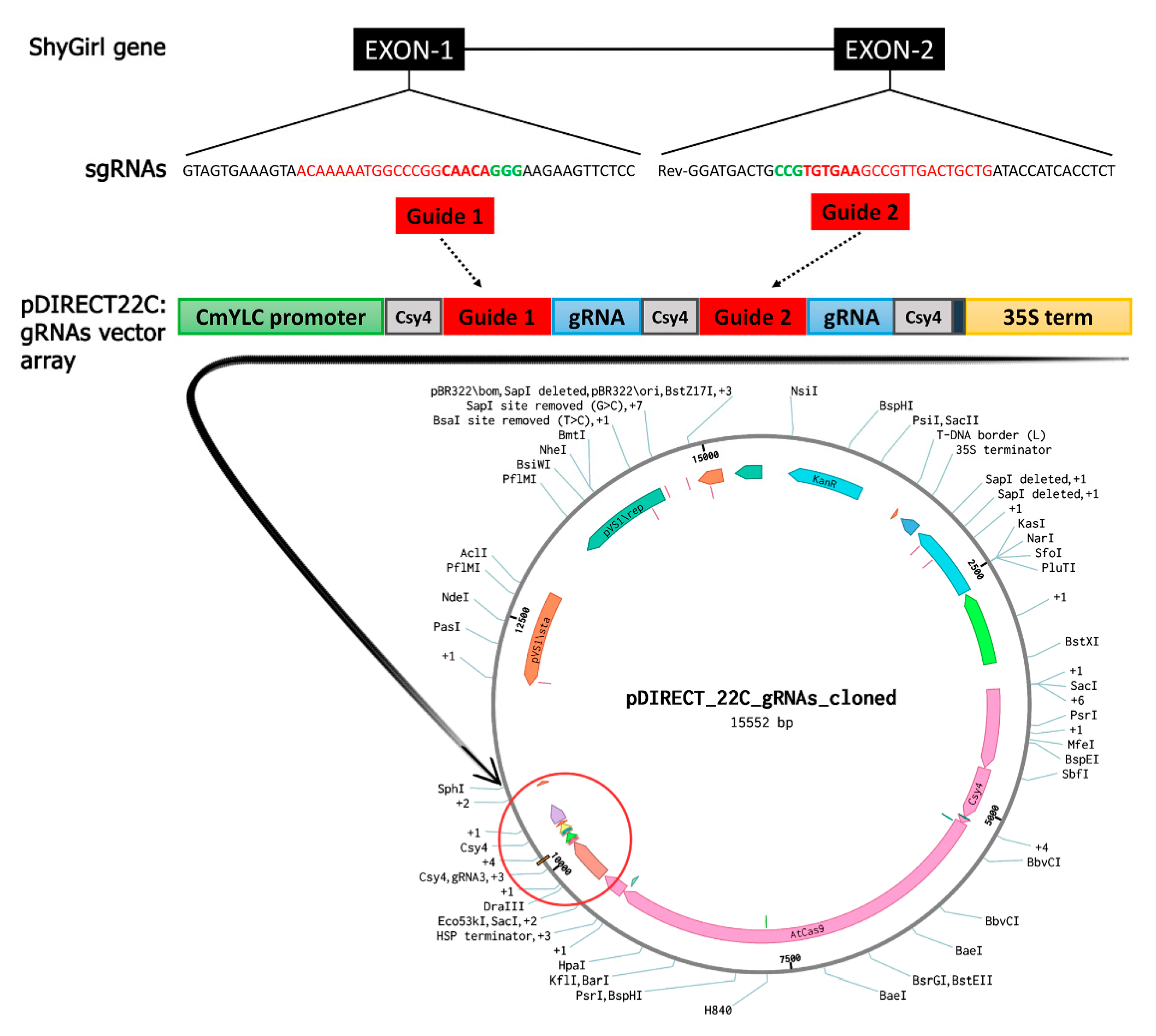 Plants 10 00062 g001