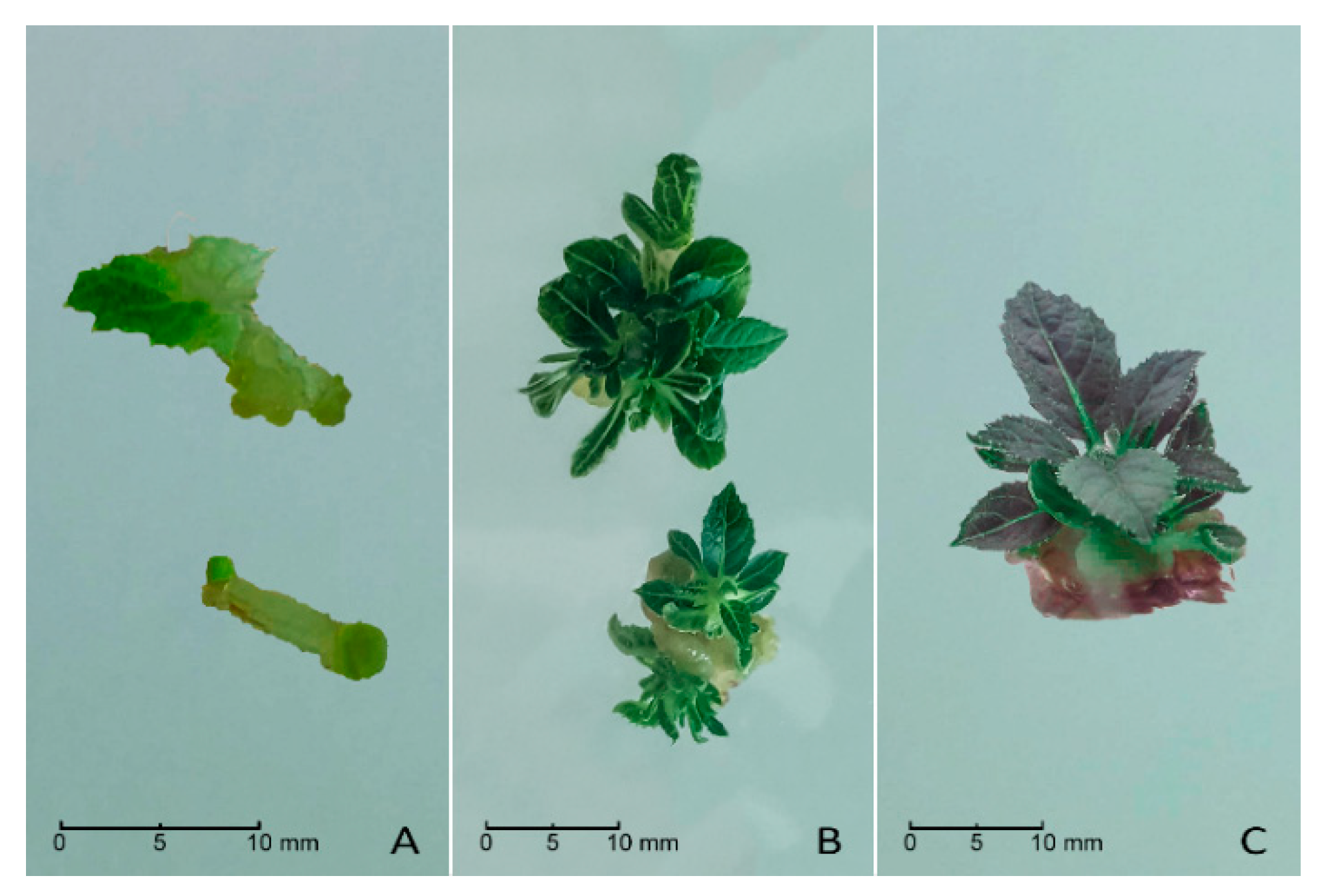 Plants 10 00062 g002