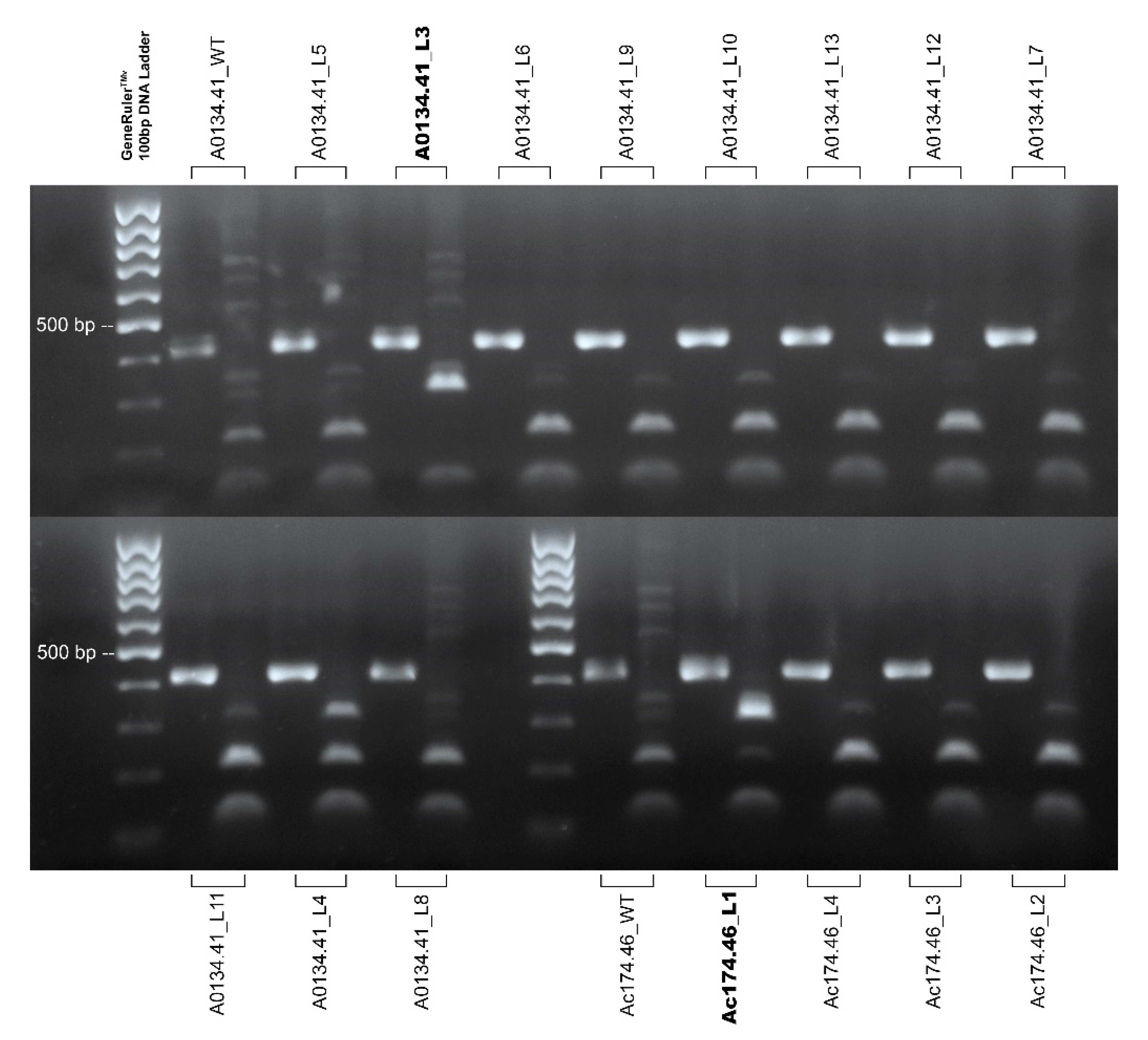 Plants 10 00062 g004