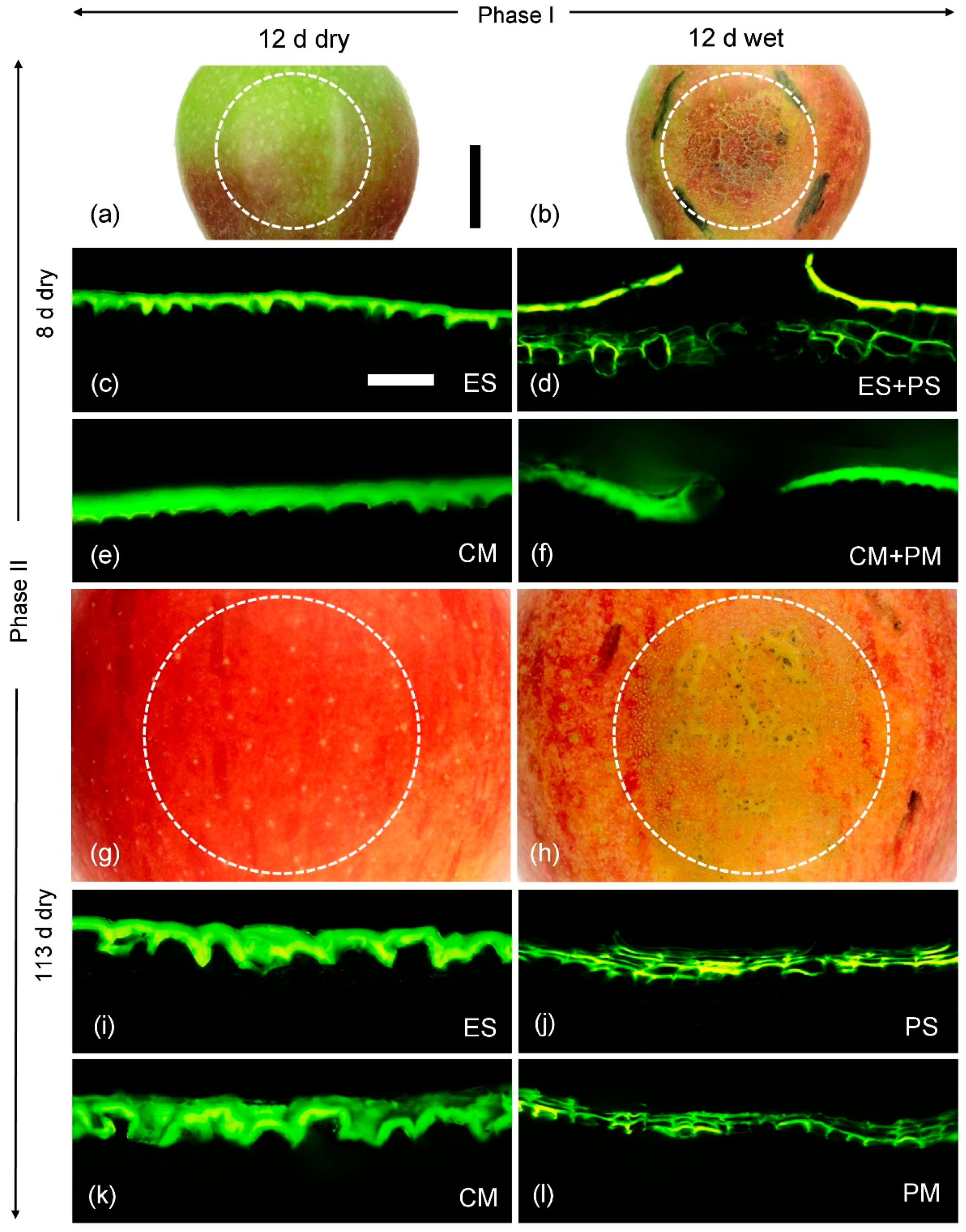 Plants 10 00065 g005