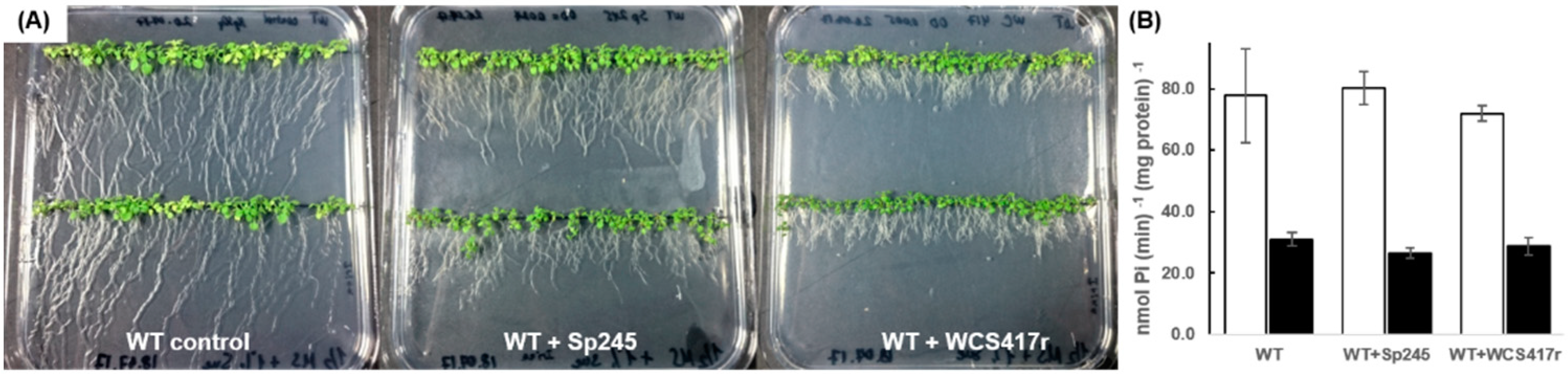 Plants 10 00066 g002