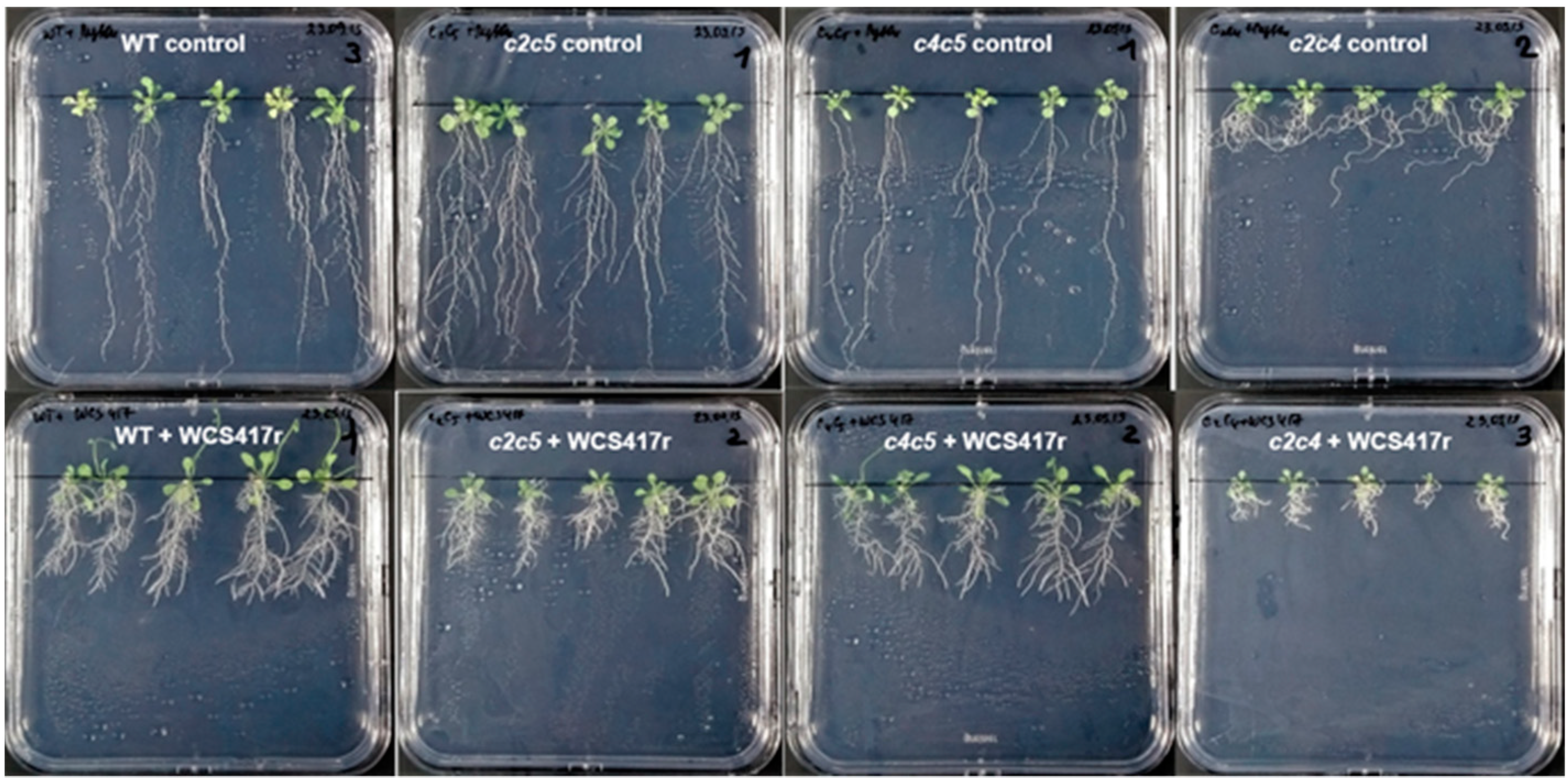 Plants 10 00066 g005