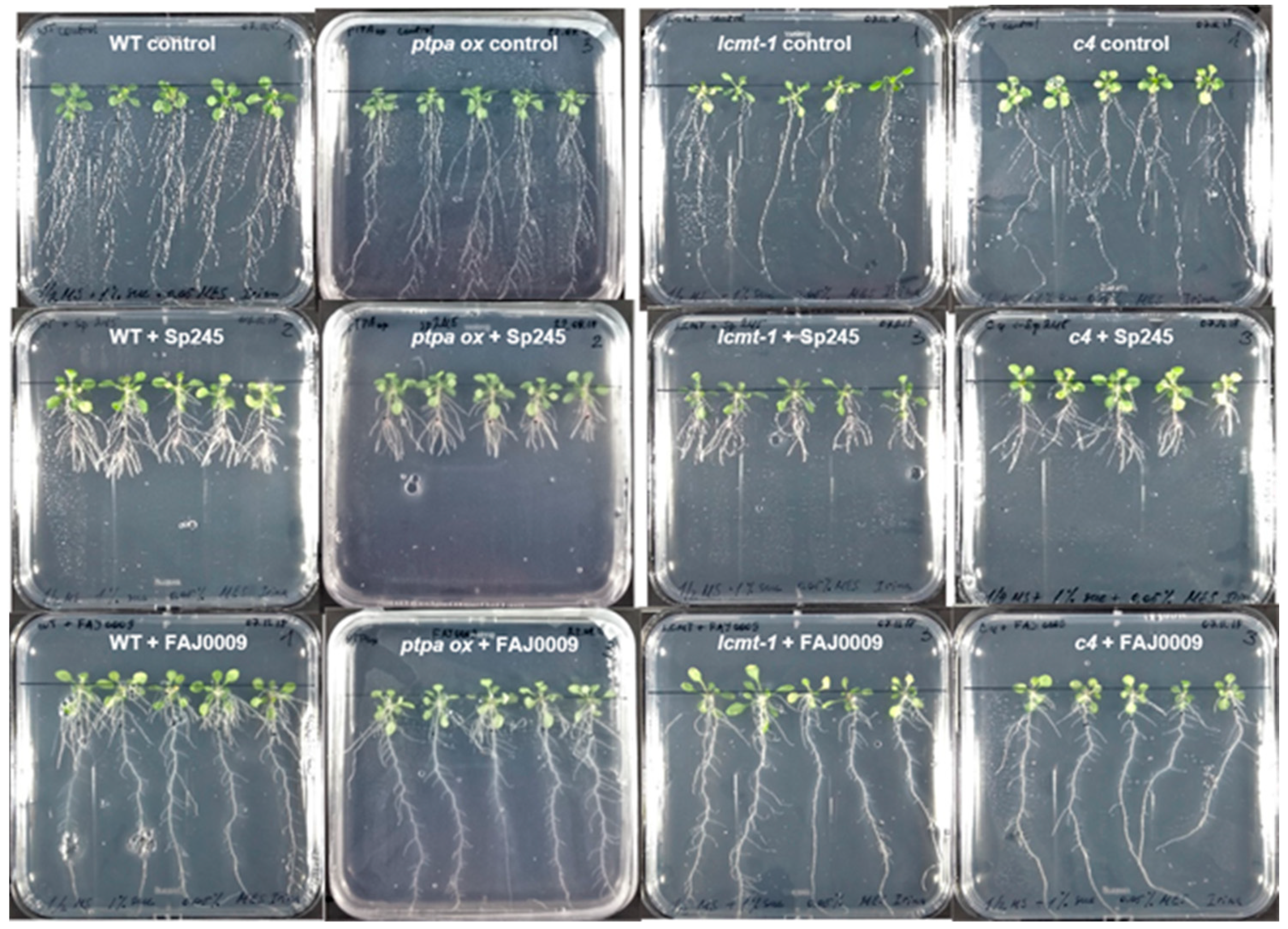 Plants 10 00066 g007