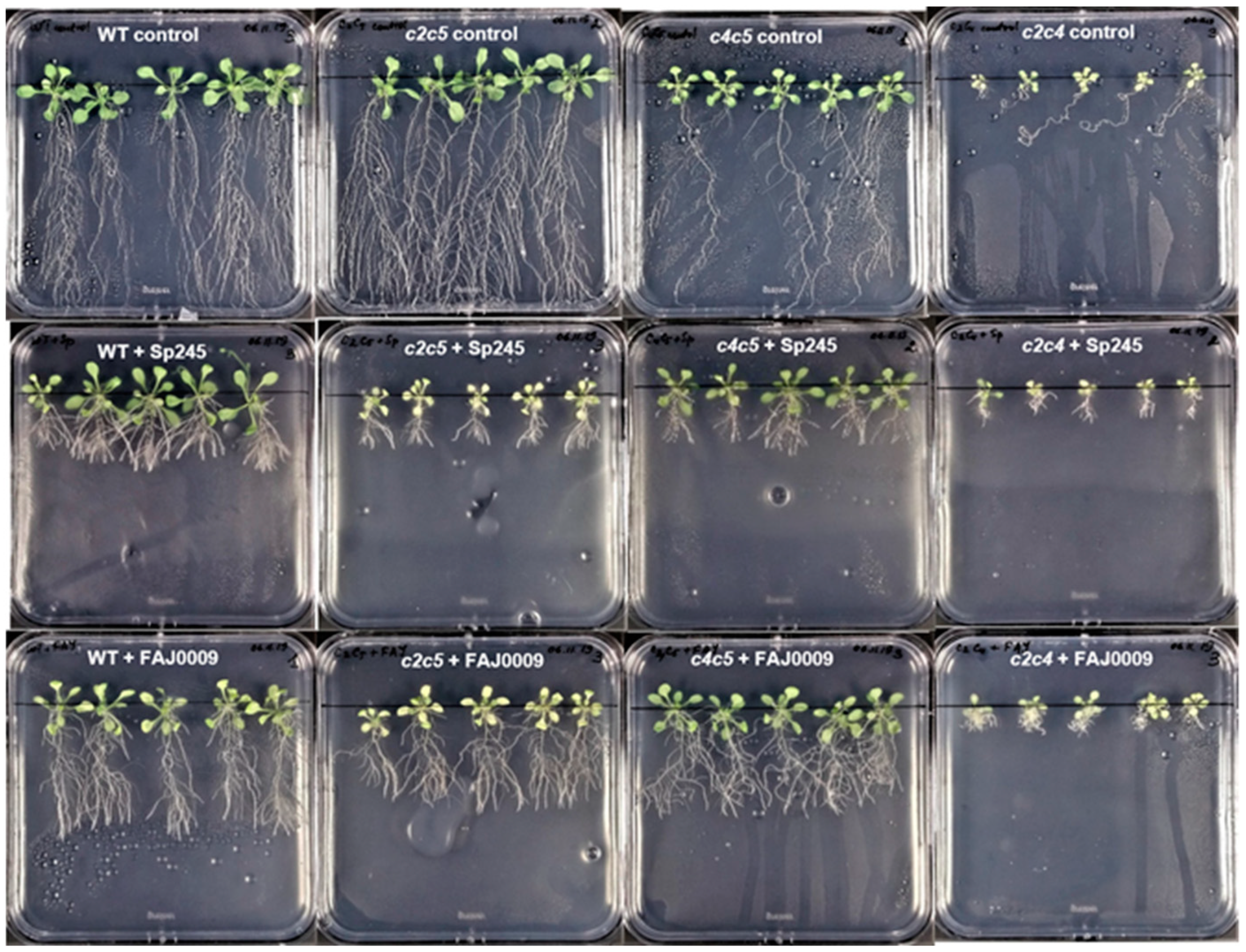 Plants 10 00066 g009