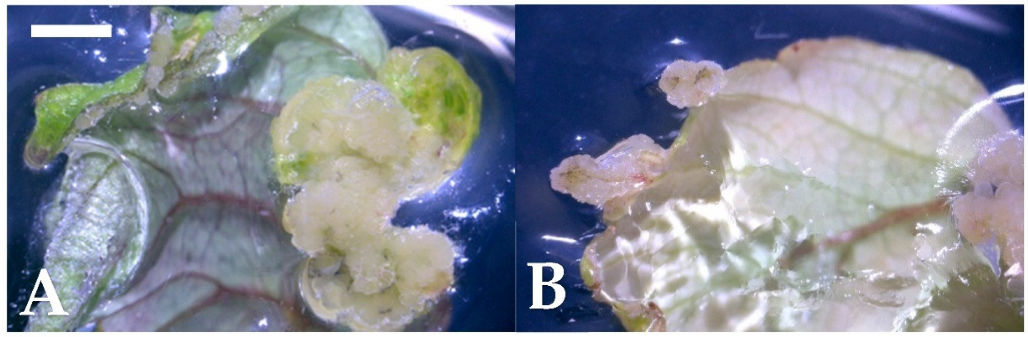 Plants 10 00067 g001 Plants 10 00067 g001